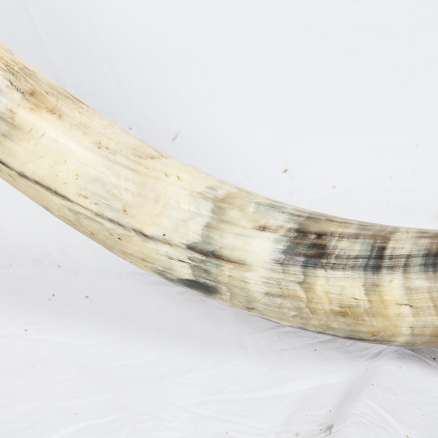 Mounted Bovine Horns