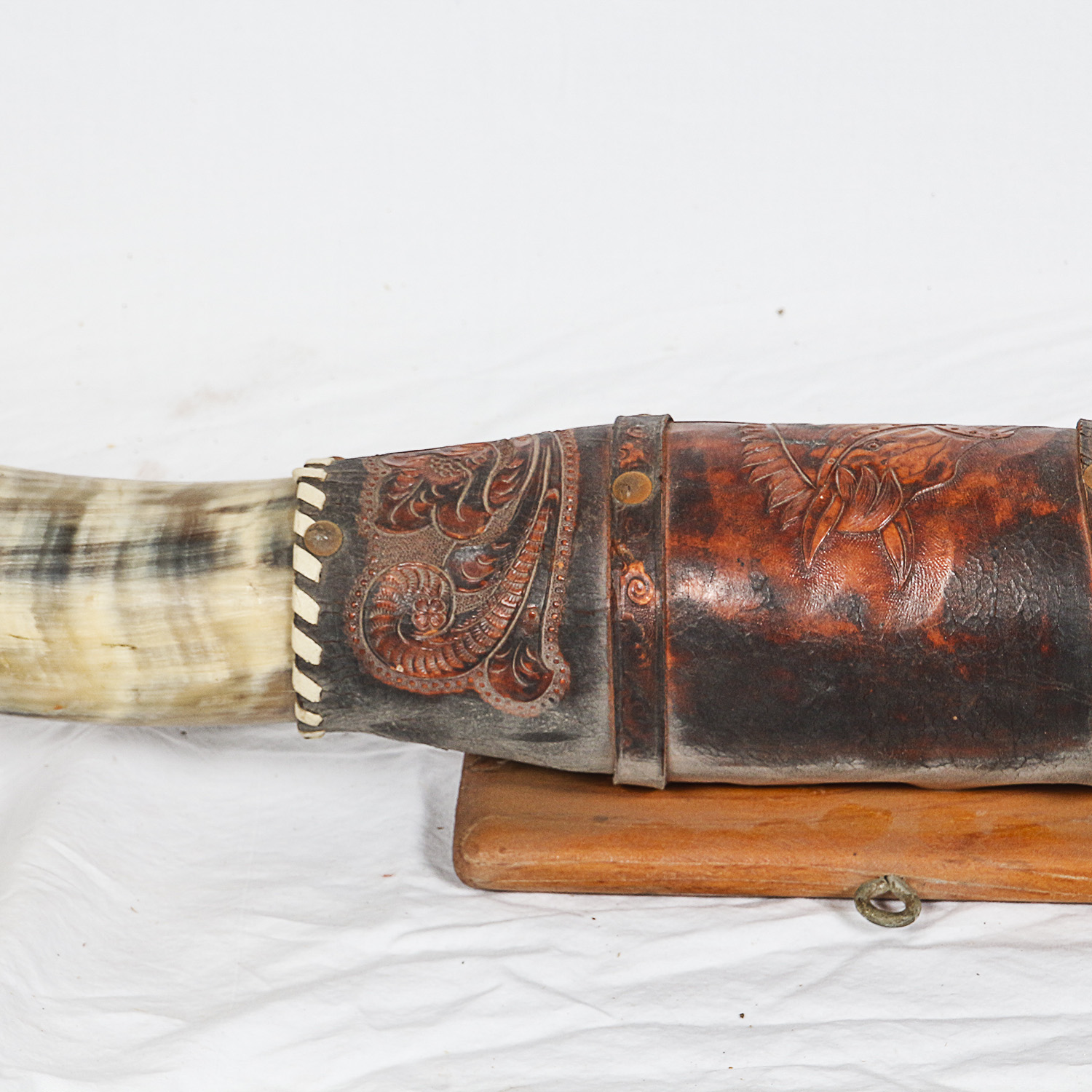 Mounted Bovine Horns