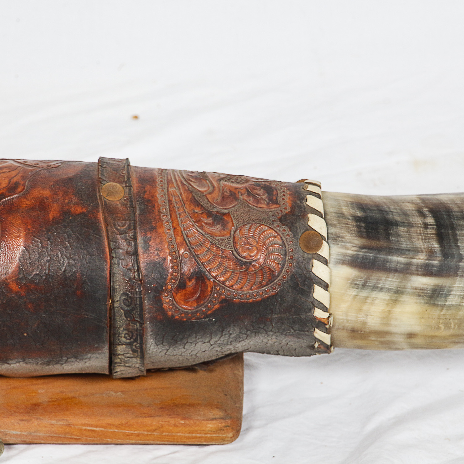 Mounted Bovine Horns