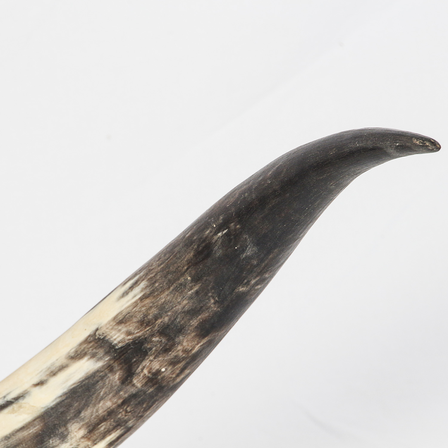 Mounted Bovine Horns