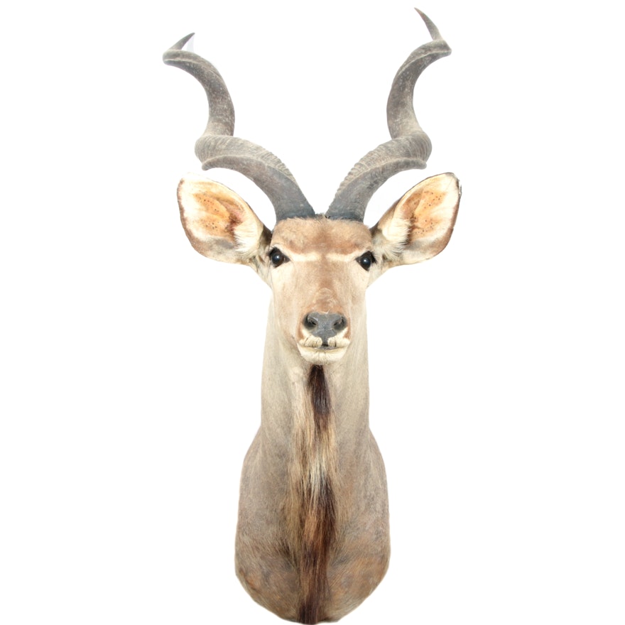 Young Greater Kudu Taxidermy Mount