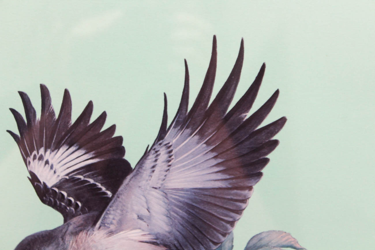 Roger Tory Peterson Limited Edition Offset Lithograph