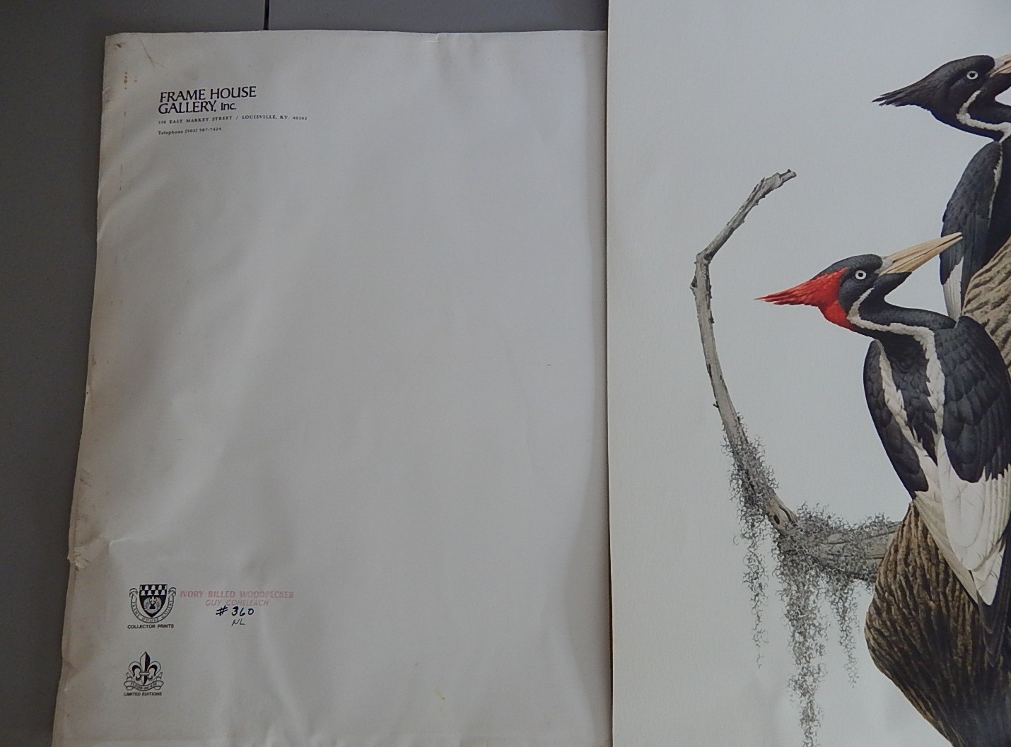 Unframed Guy Coheleach "Ivory-Billed Woodpecker" Offset Lithograph