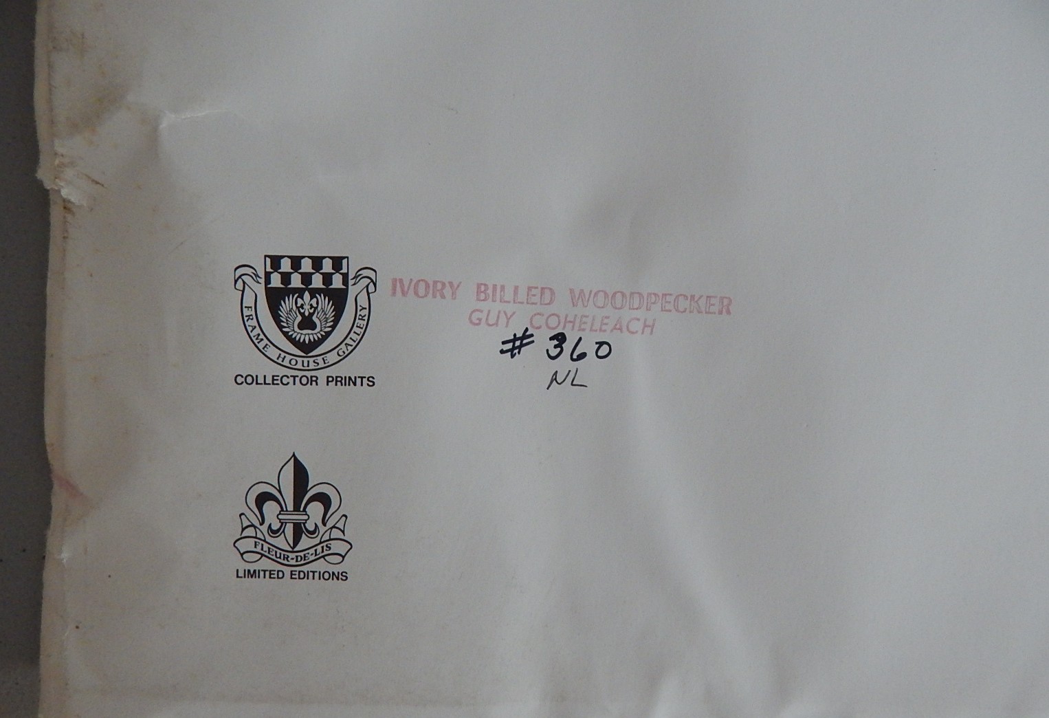 Unframed Guy Coheleach "Ivory-Billed Woodpecker" Offset Lithograph