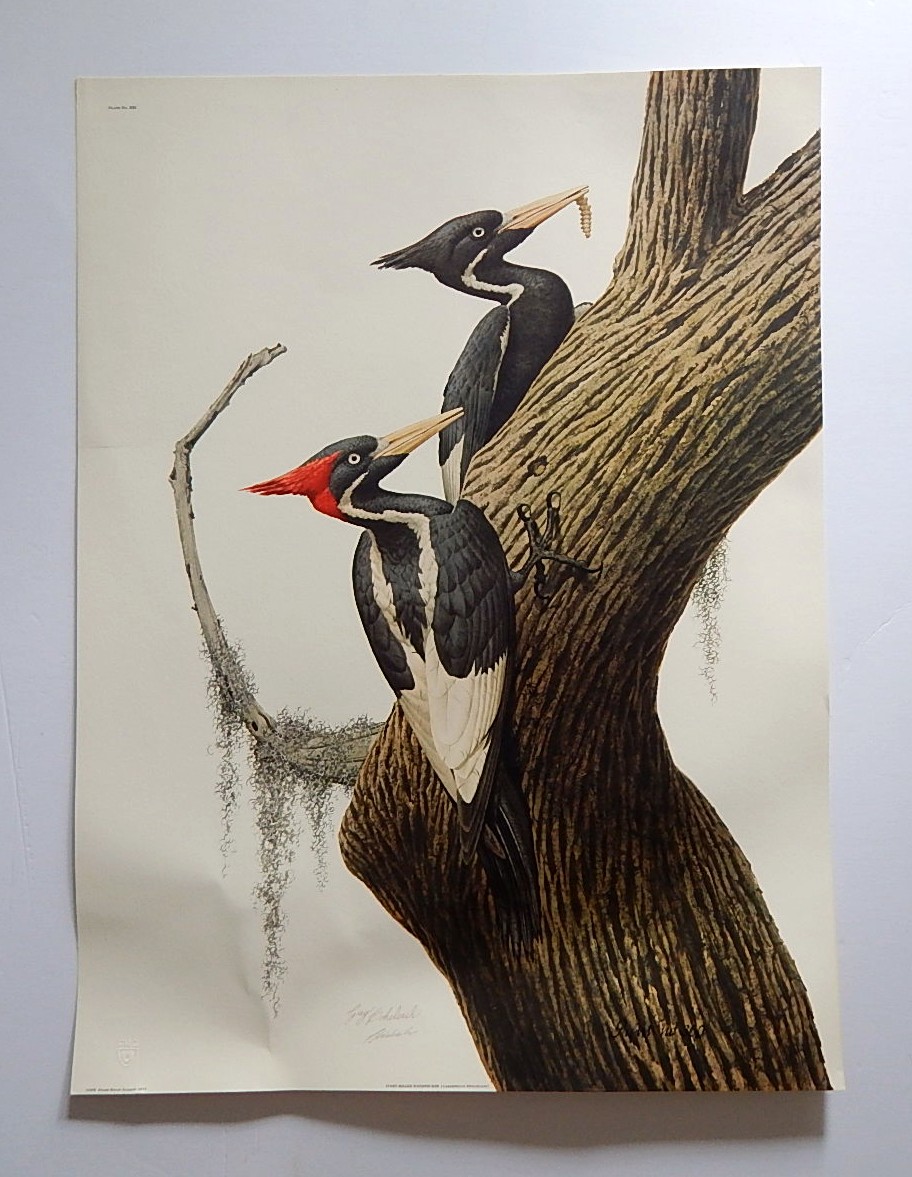 Unframed Guy Coheleach "Ivory-Billed Woodpecker" Offset Lithograph