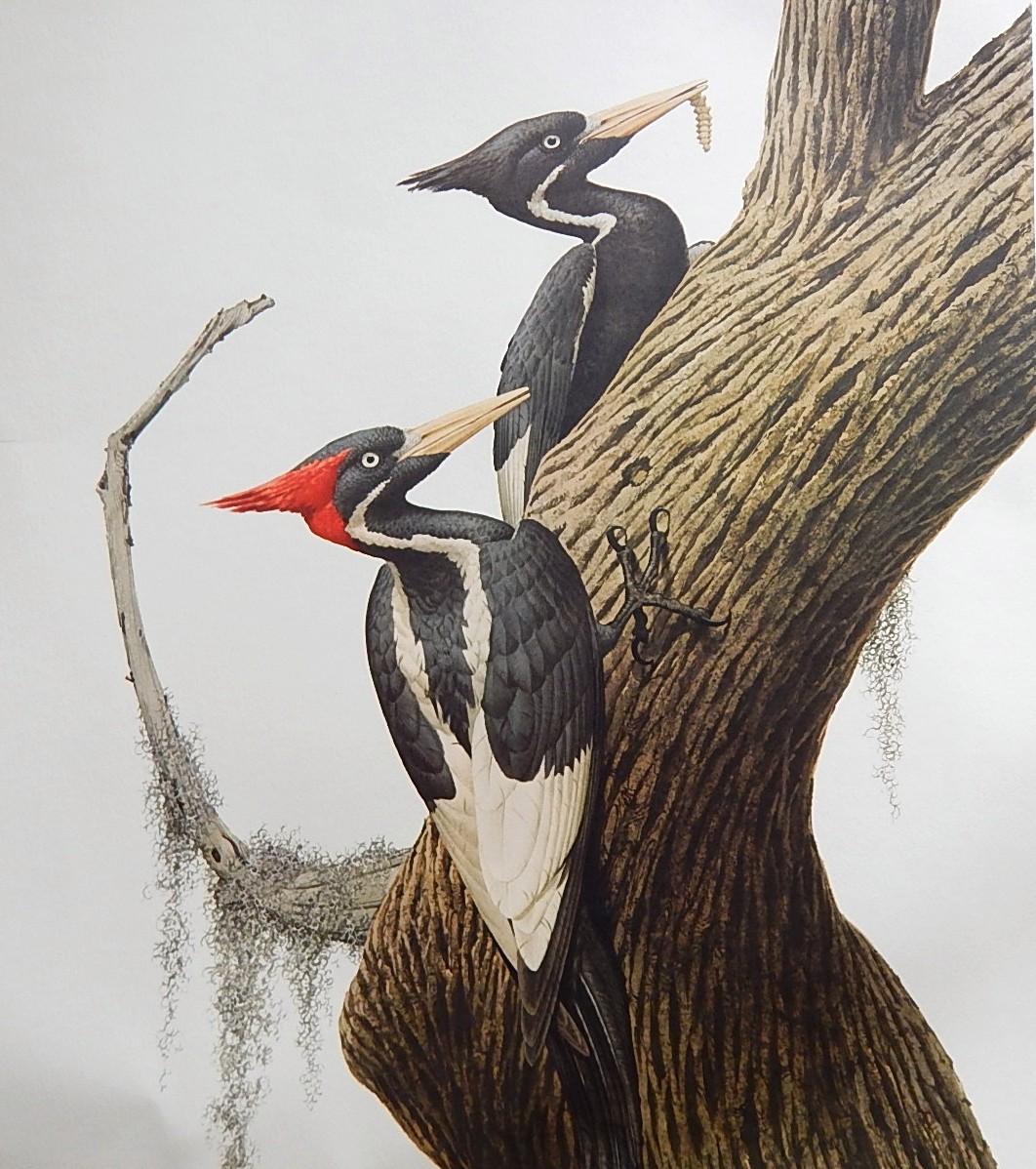 Unframed Guy Coheleach "Ivory-Billed Woodpecker" Offset Lithograph