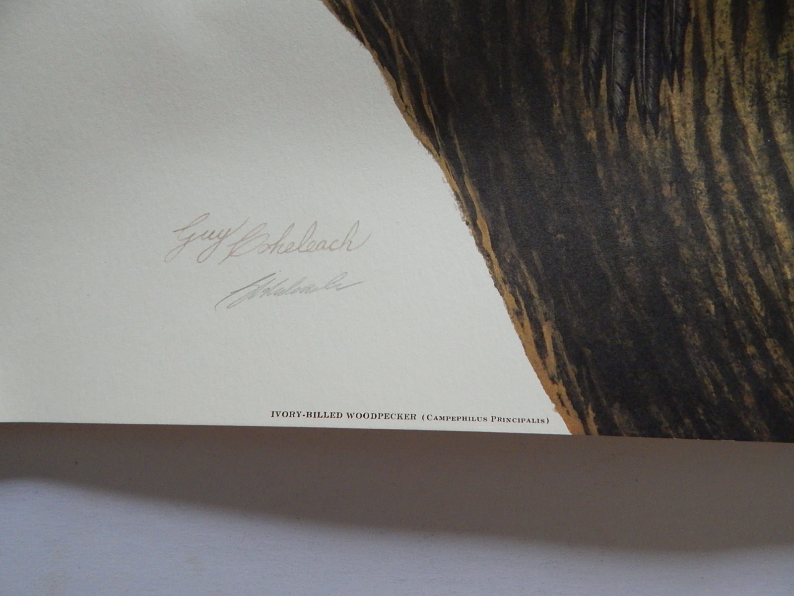 Unframed Guy Coheleach "Ivory-Billed Woodpecker" Offset Lithograph