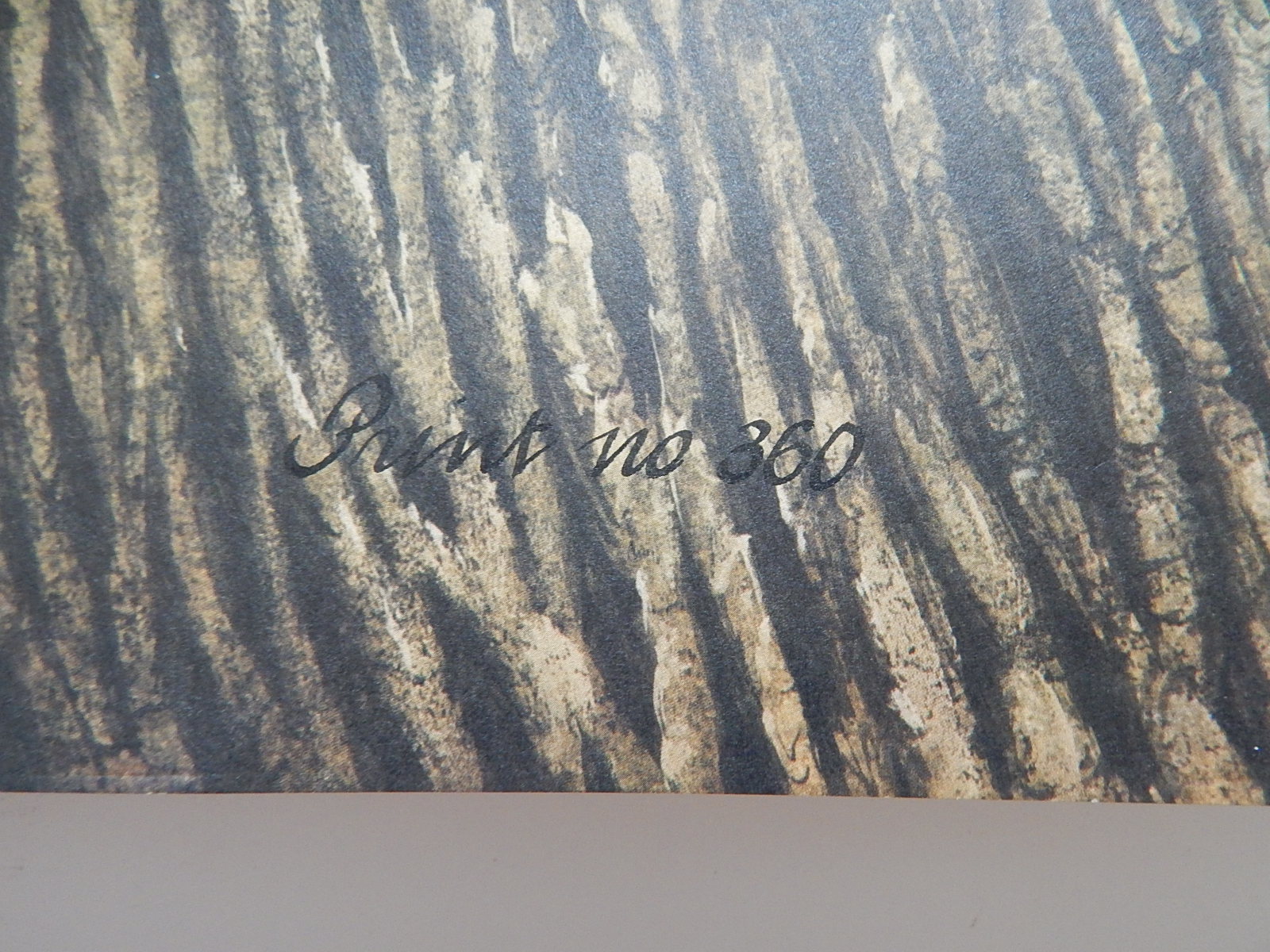 Unframed Guy Coheleach "Ivory-Billed Woodpecker" Offset Lithograph