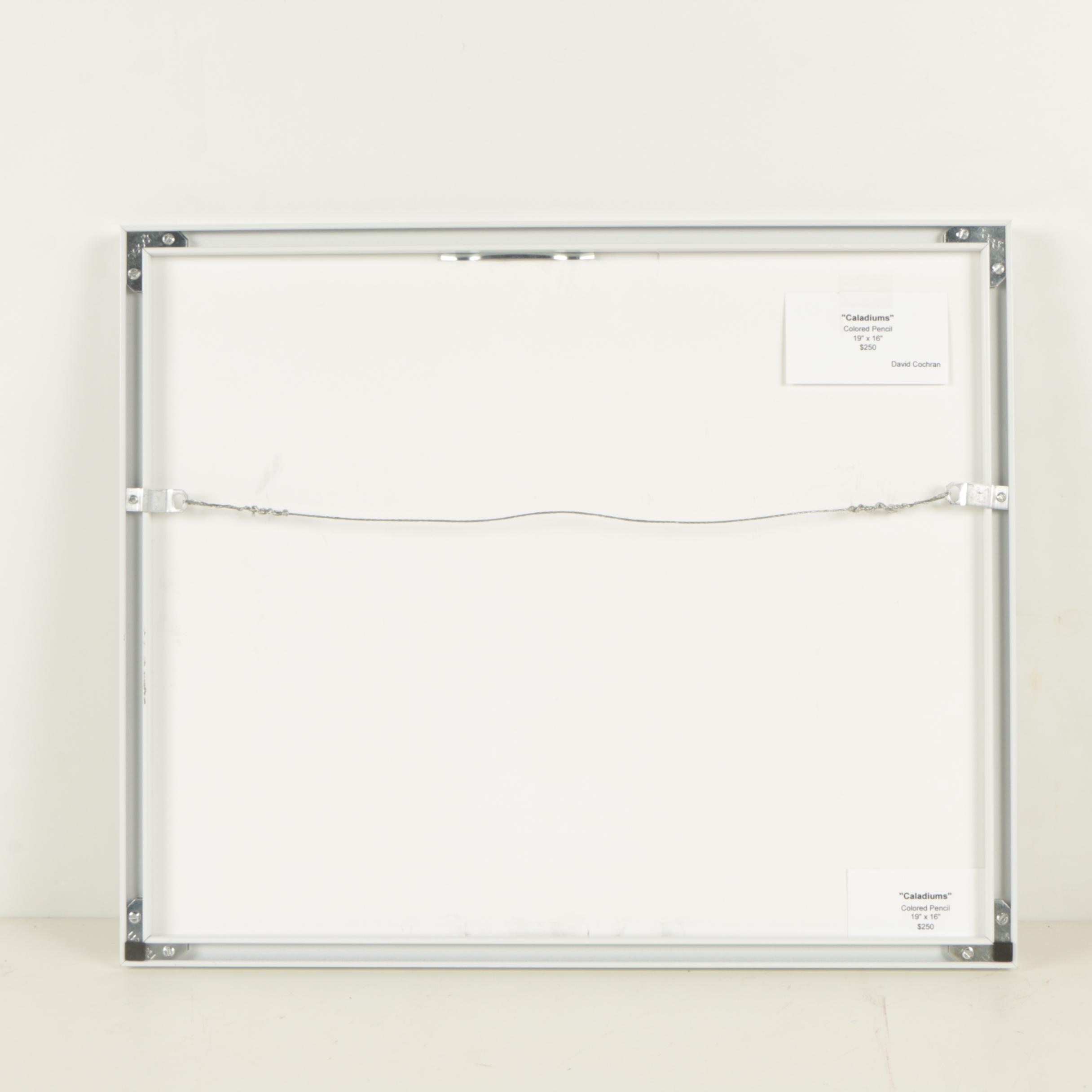 David Cochran 2015 Colored Pencil Drawing "Caladiums"