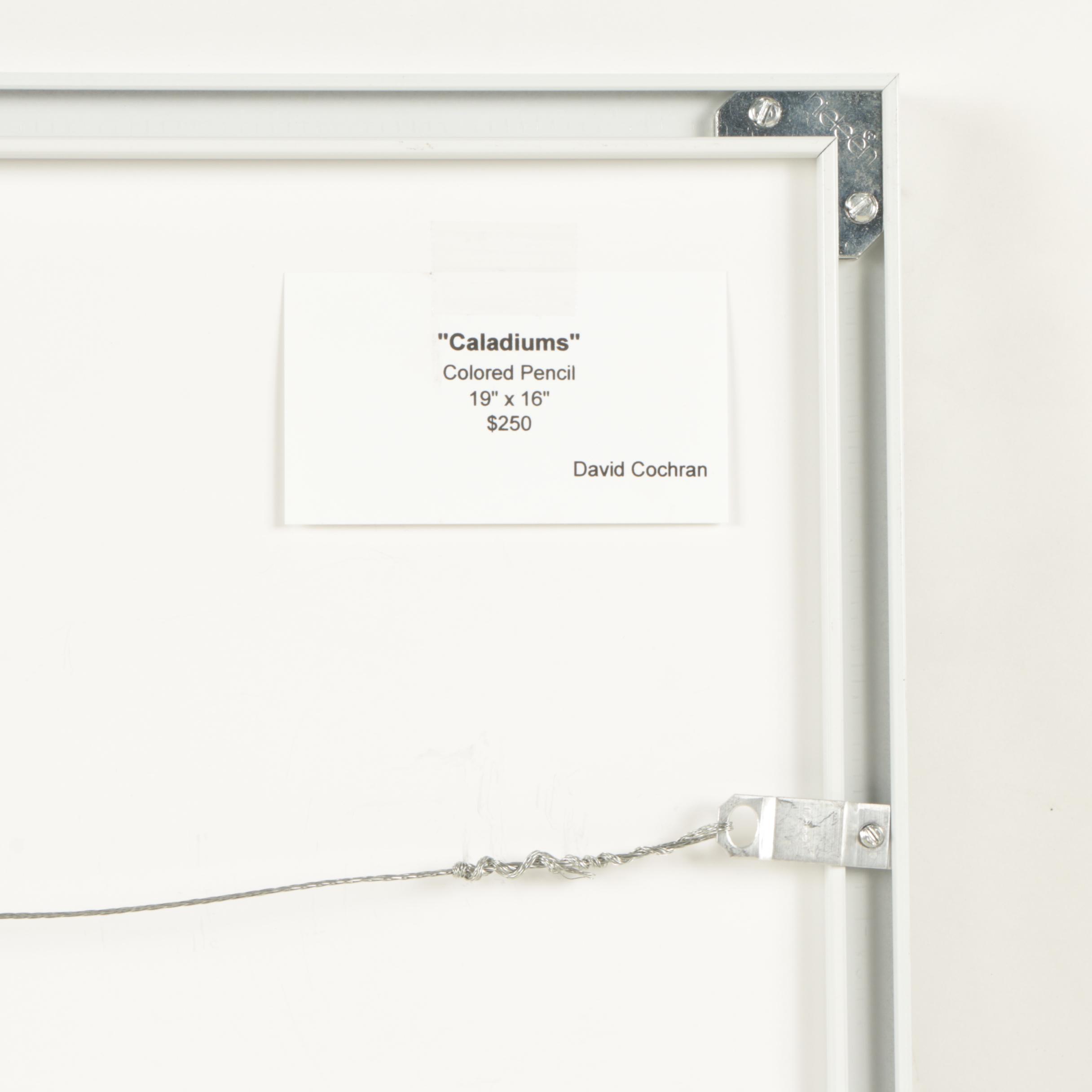 David Cochran 2015 Colored Pencil Drawing "Caladiums"