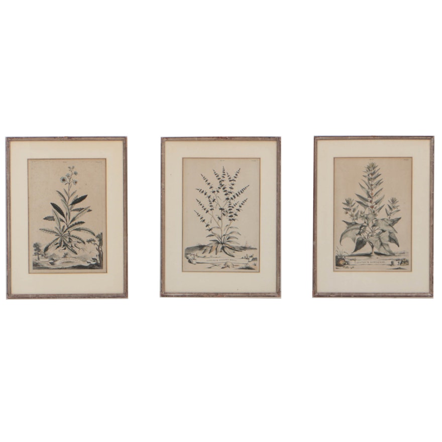 Three Late 17th-Century Hand-Colored Botanical Engravings After Abraham Munting