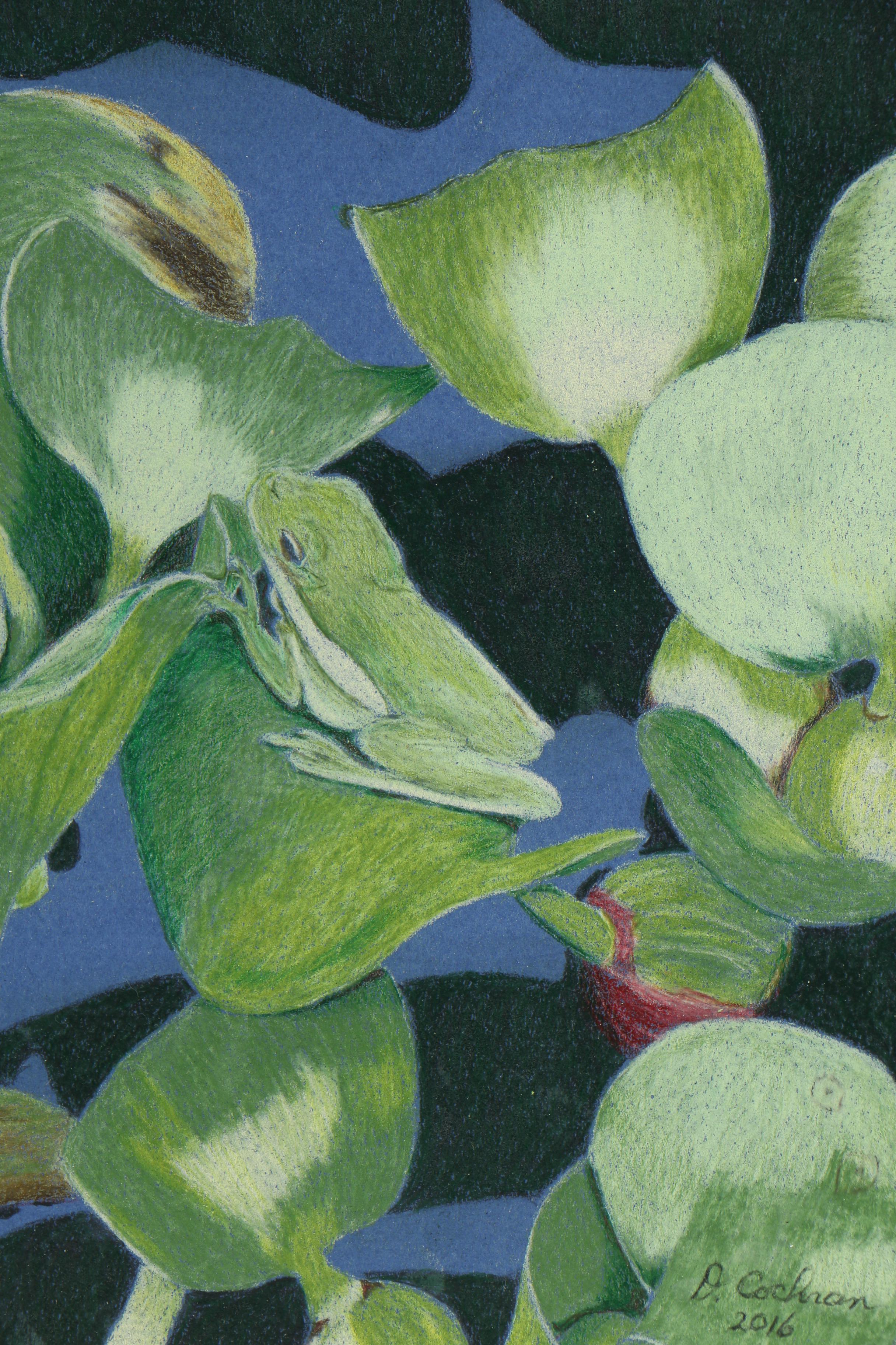 David Cochran Colored Pencil Drawing "In Plain Sight"