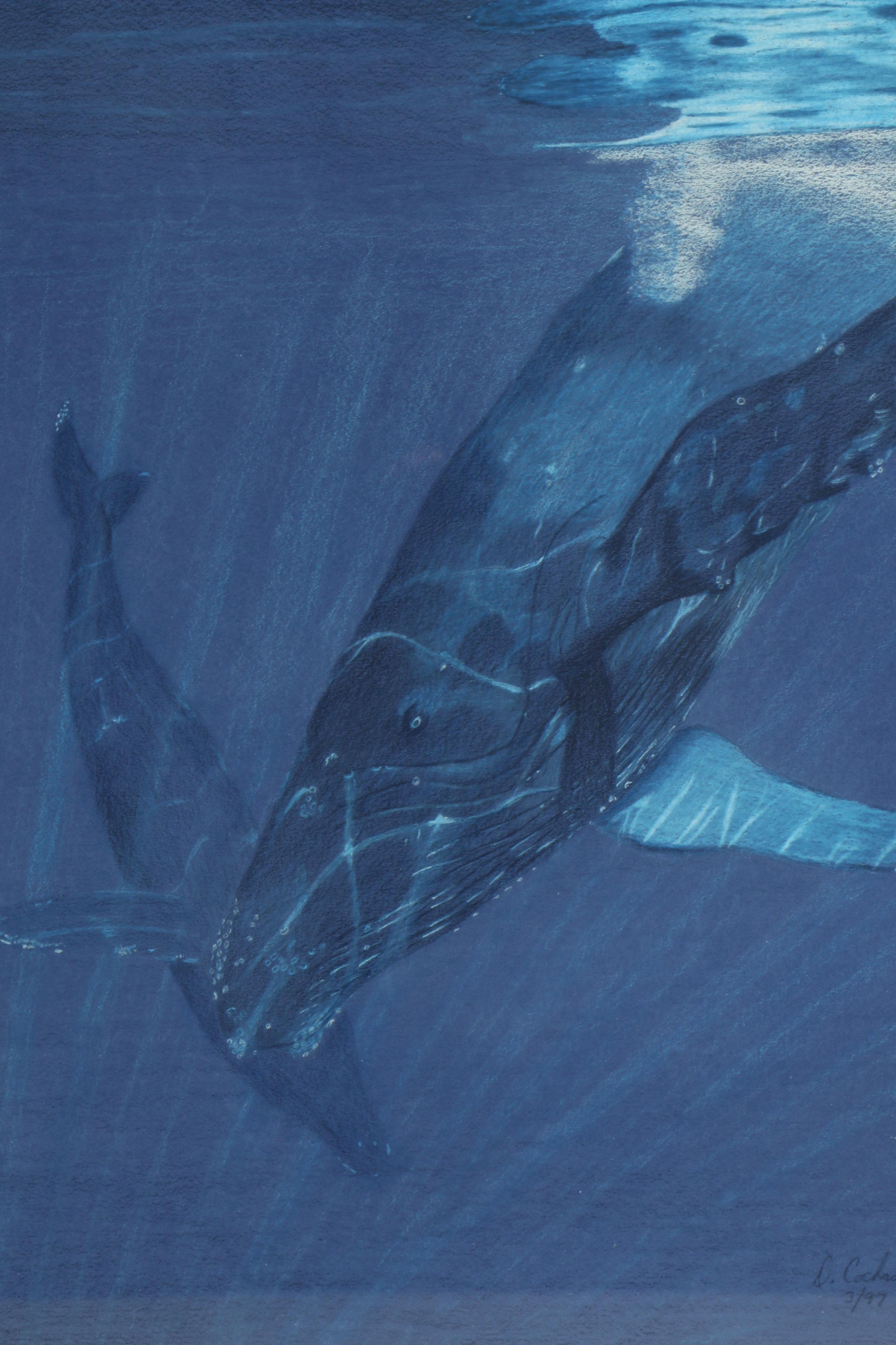 David Cochran Colored Pencil Drawing of Humpback Whales