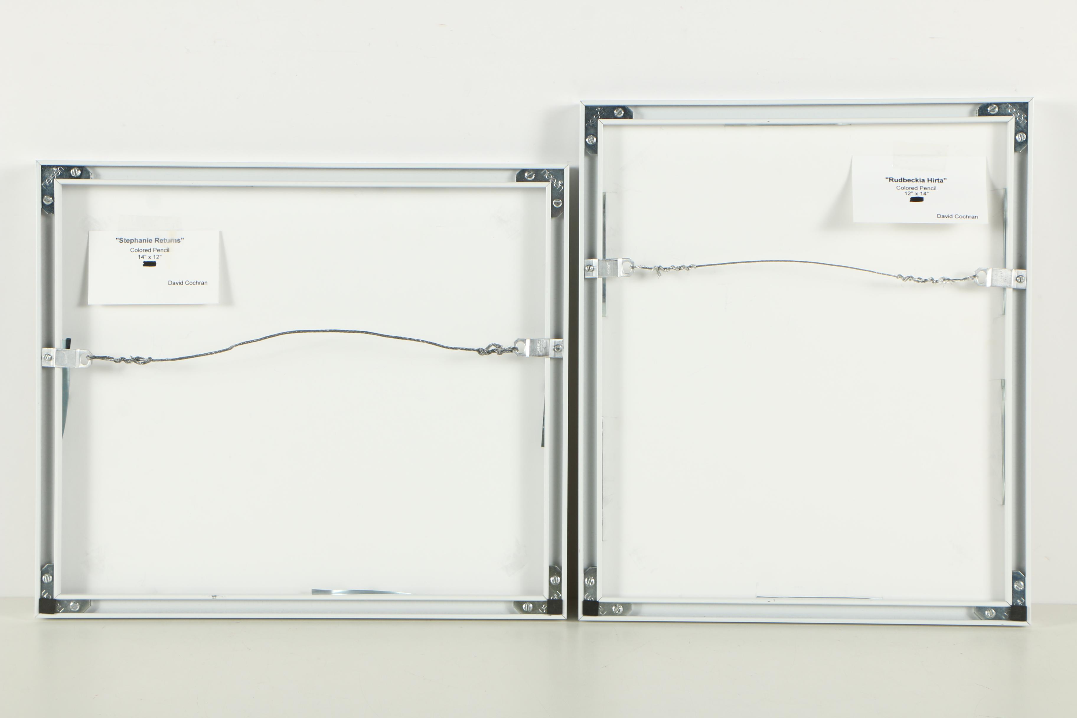 David Cochran Colored Pencil Drawings "Rudbeckia Hirta" and "Stephanie Returns"