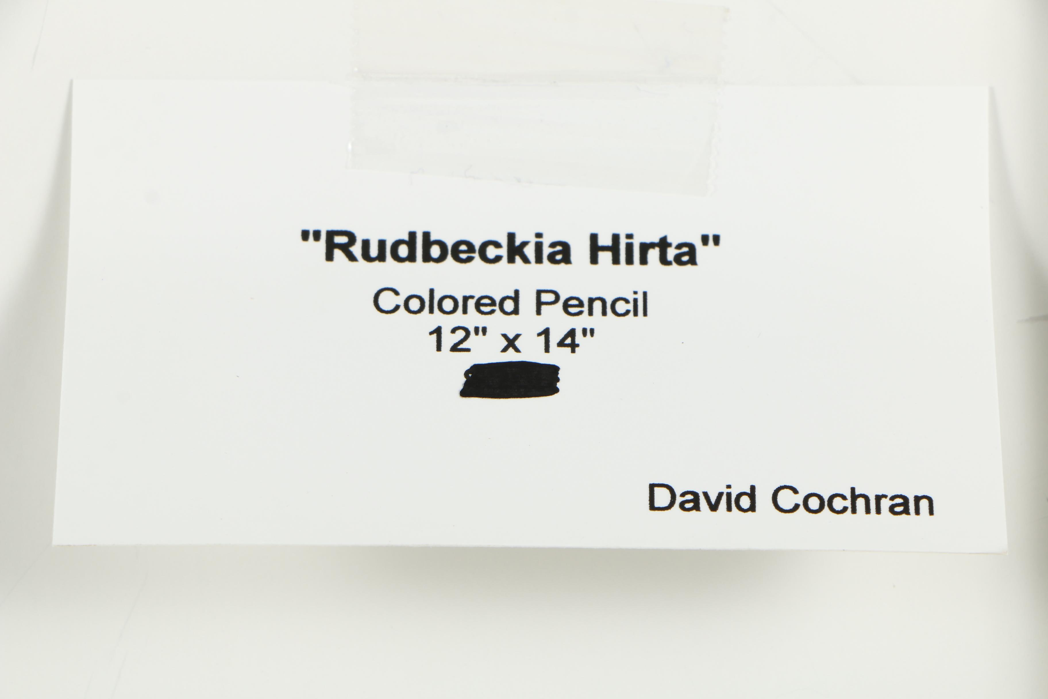 David Cochran Colored Pencil Drawings "Rudbeckia Hirta" and "Stephanie Returns"