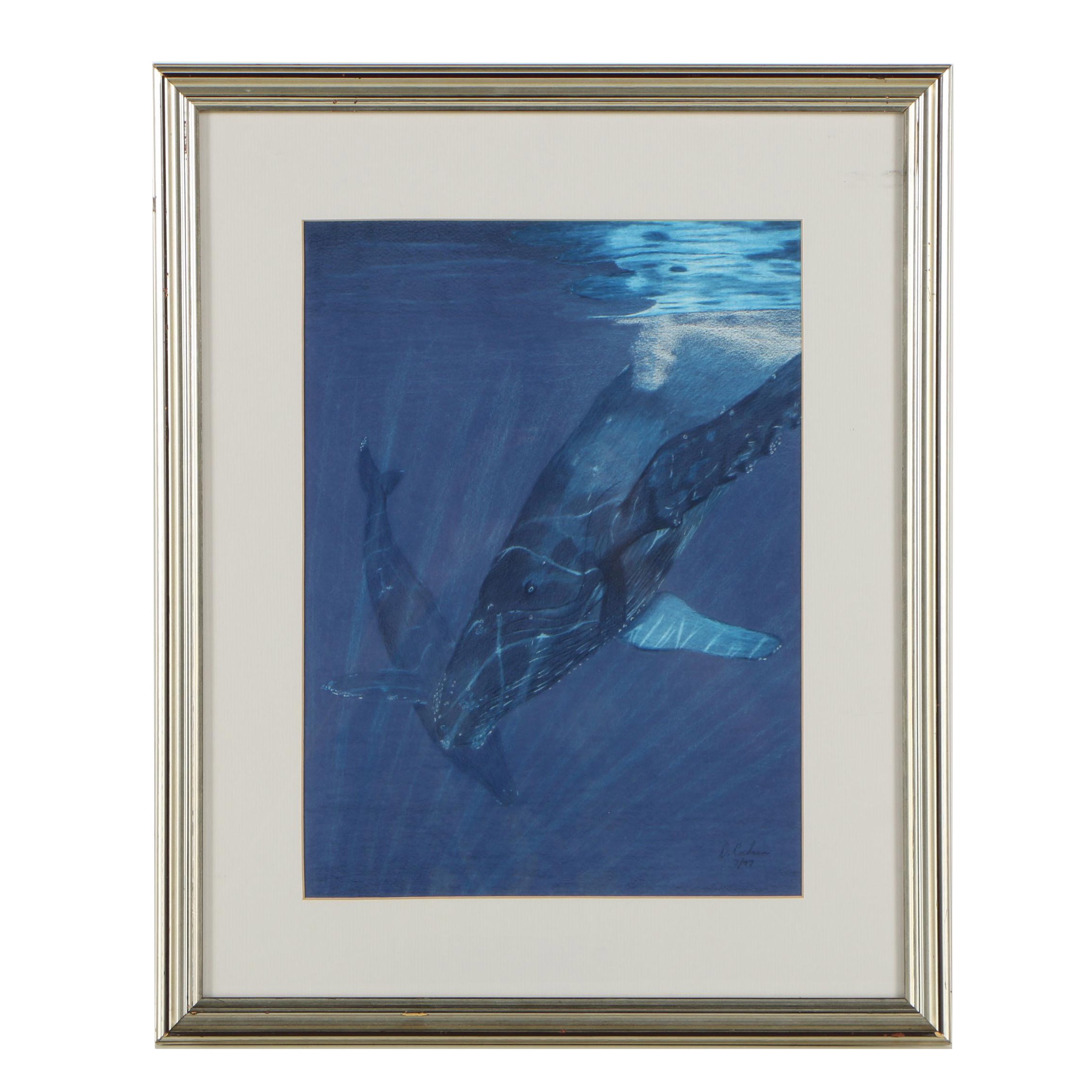David Cochran Colored Pencil Drawing of Humpback Whales