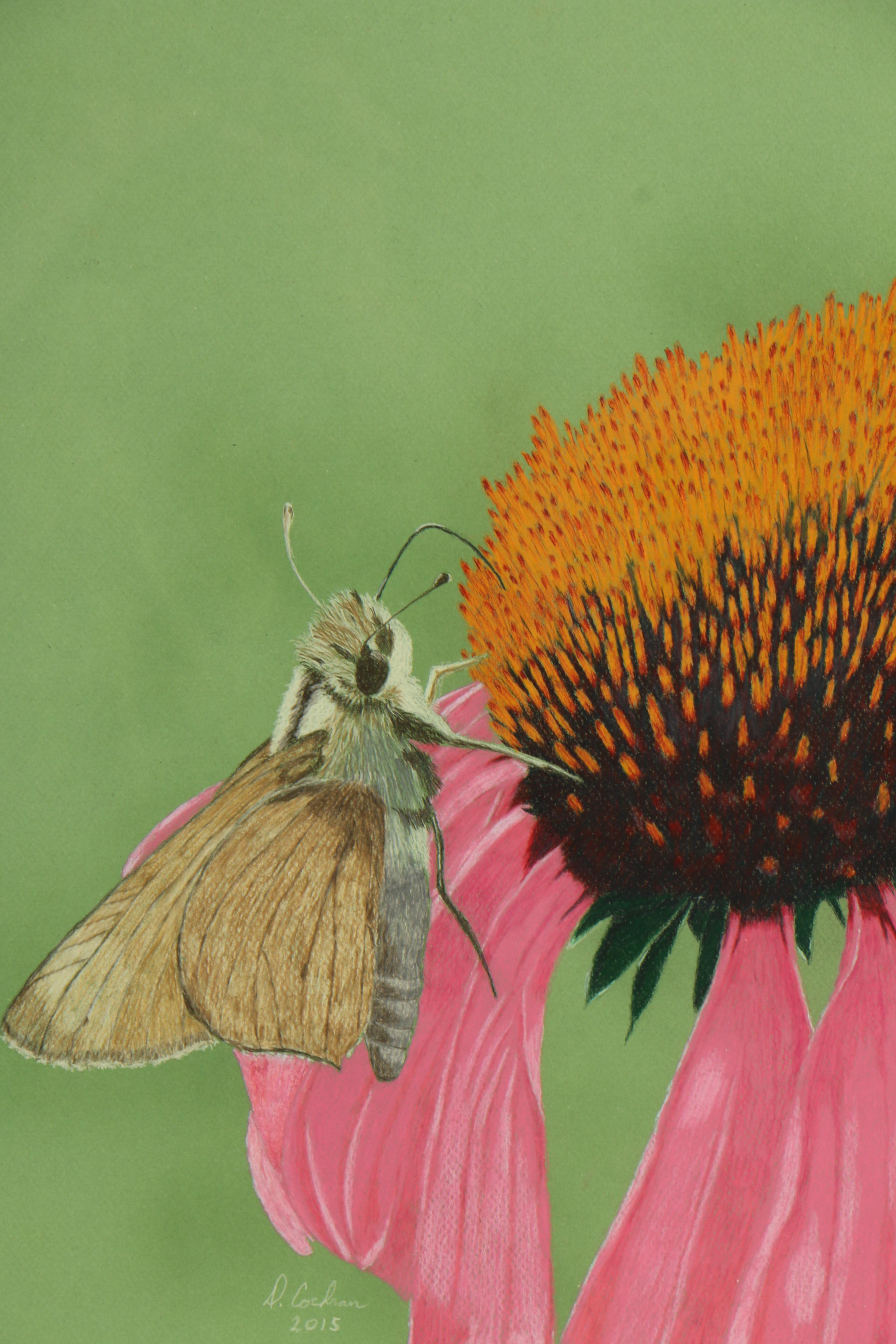 David Cochran Colored Pencil Drawing "Moth with Echinacea"