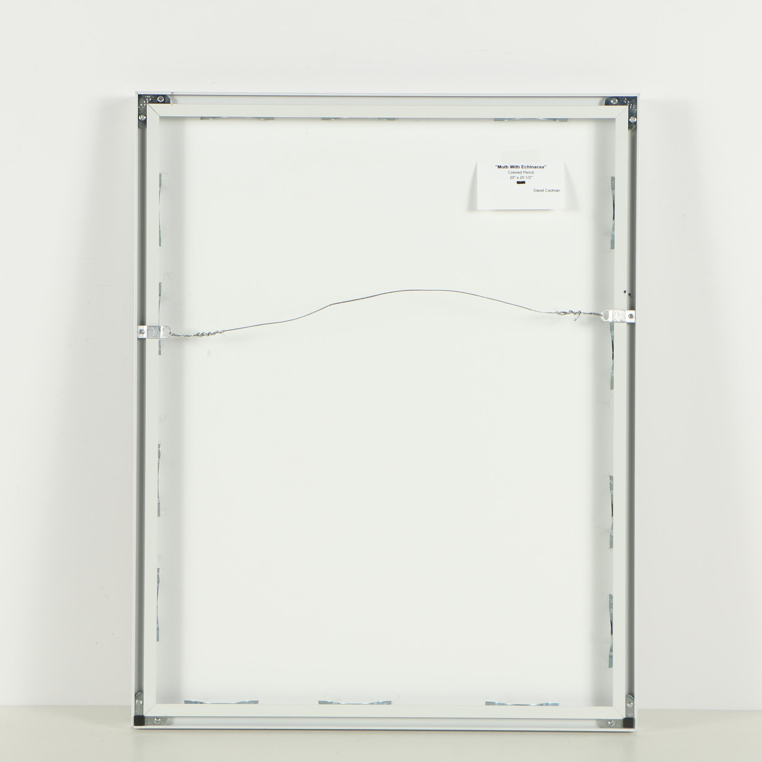 David Cochran Colored Pencil Drawing "Moth with Echinacea"