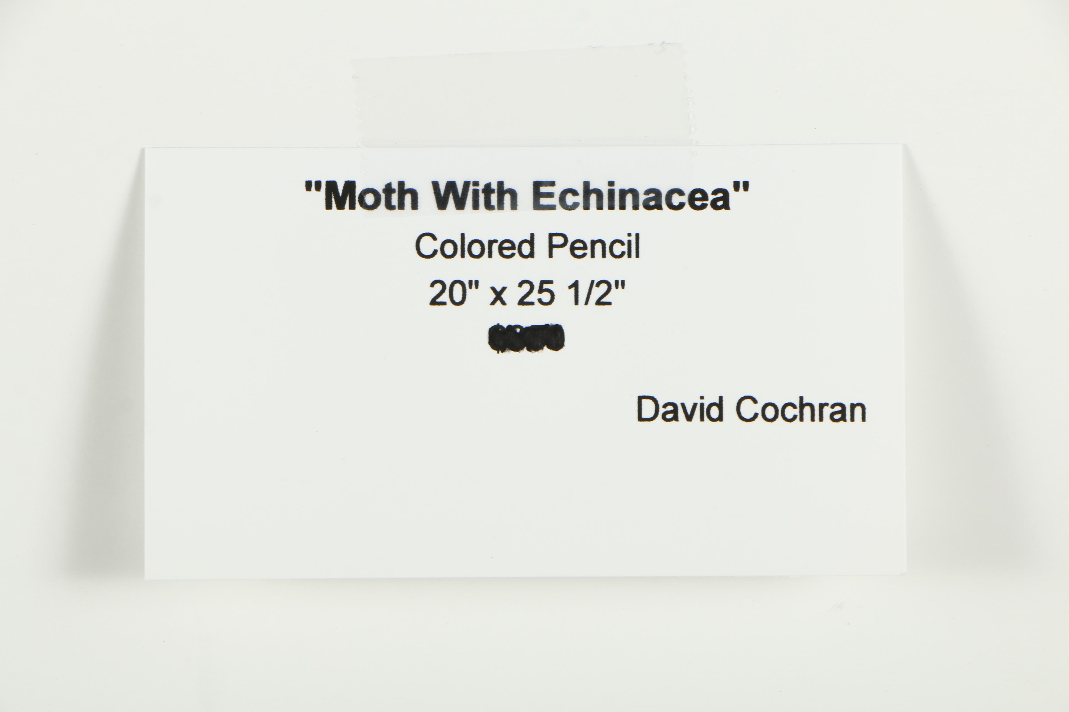 David Cochran Colored Pencil Drawing "Moth with Echinacea"