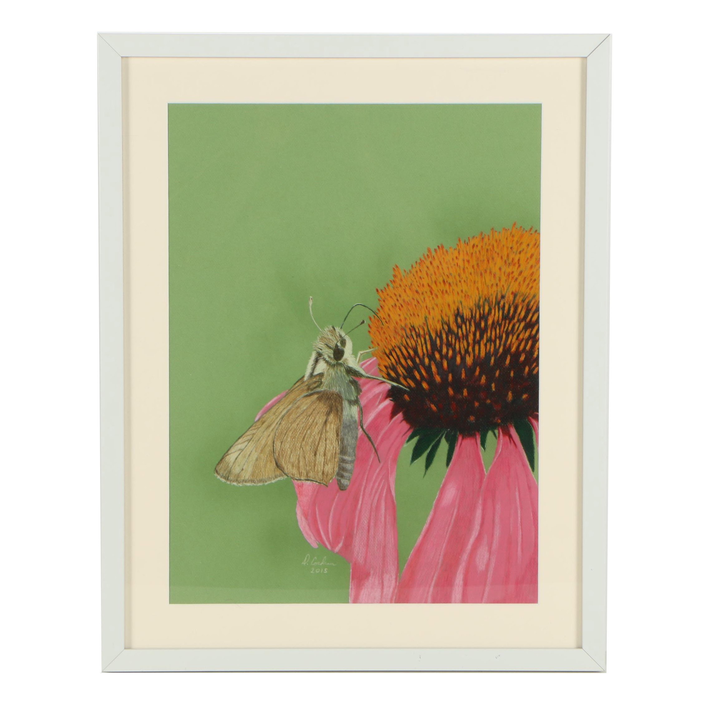 David Cochran Colored Pencil Drawing "Moth with Echinacea"
