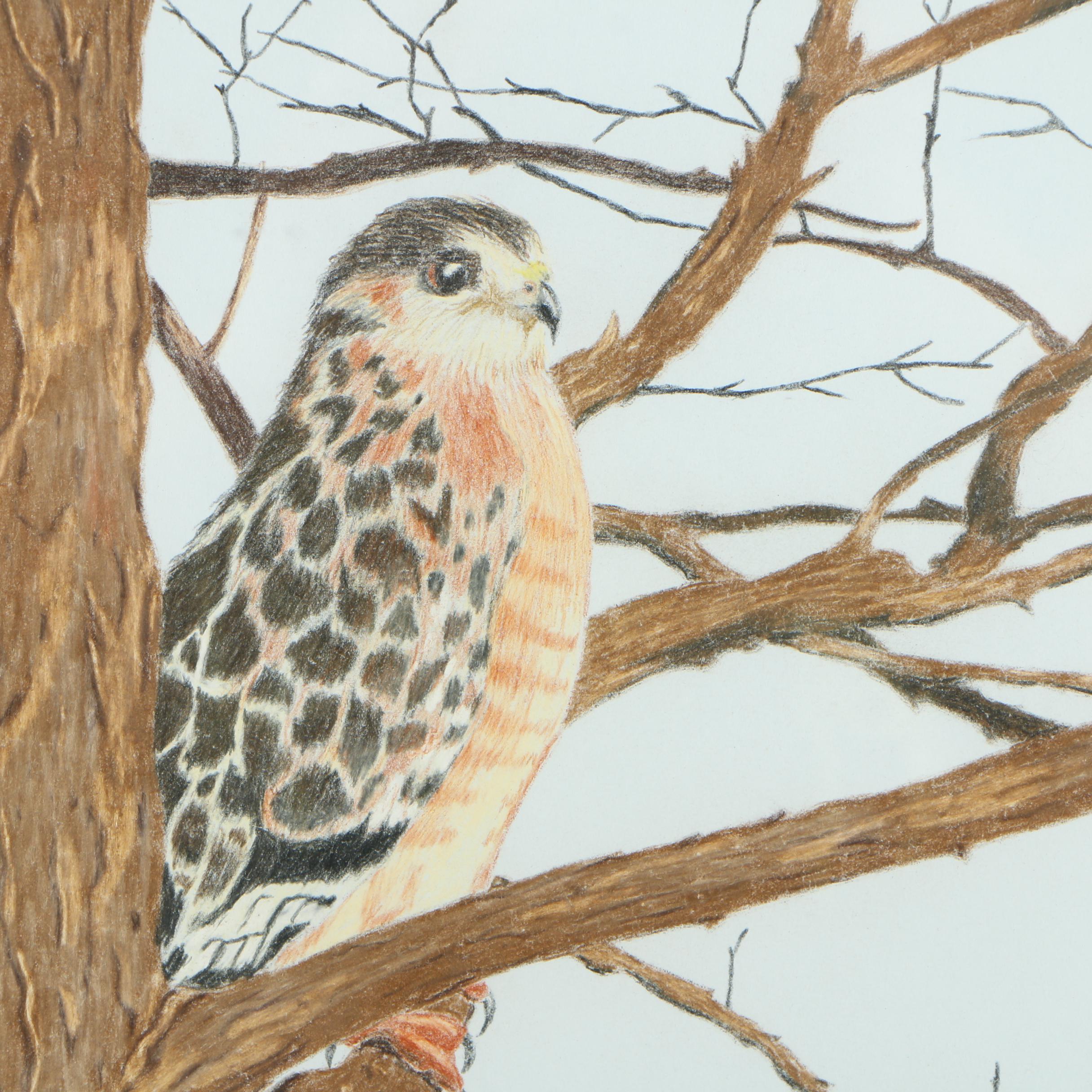 David Cochran Bird Themed Colored Pencil Drawings
