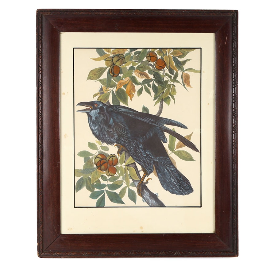 After John James Audubon Offset Lithograph "Raven"