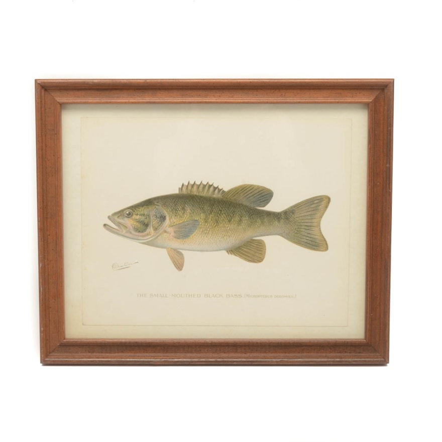 Sherman Foote Denton Ichthyological Chromolithograph "The Small-Mouthed Black.."