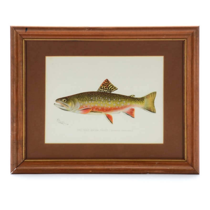 Sherman Foote Denton Ichthyological Chromolithograph "The Male Brook Trout"