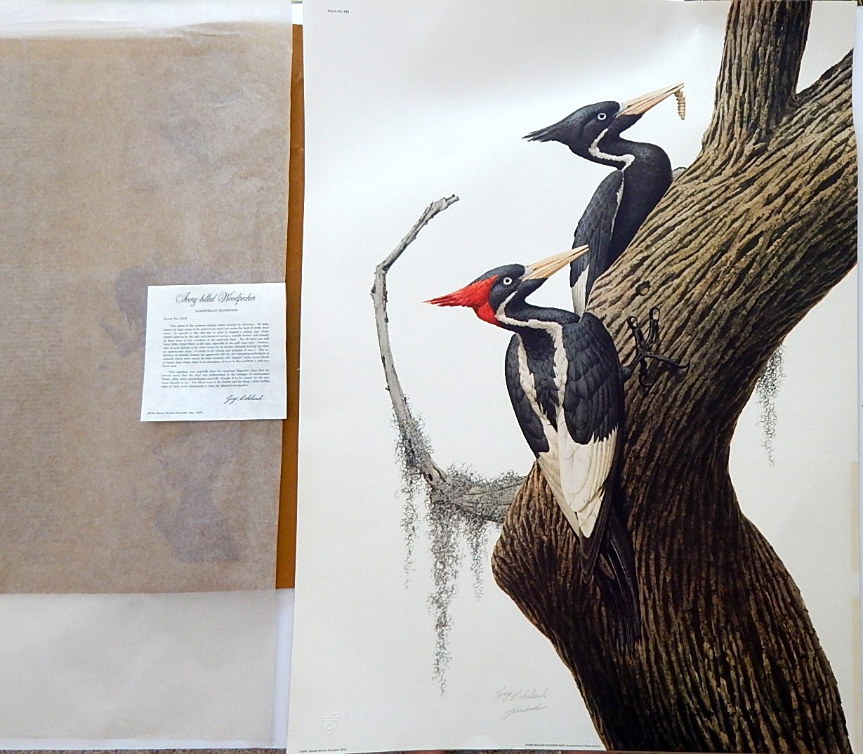 Unframed Guy Coheleach "Ivory-Billed Woodpecker" Offset Lithograph