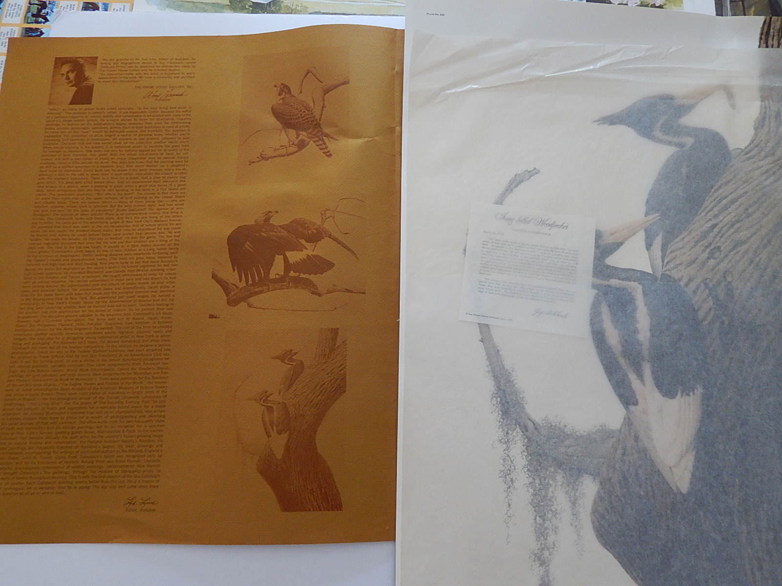 Unframed Guy Coheleach "Ivory-Billed Woodpecker" Offset Lithograph