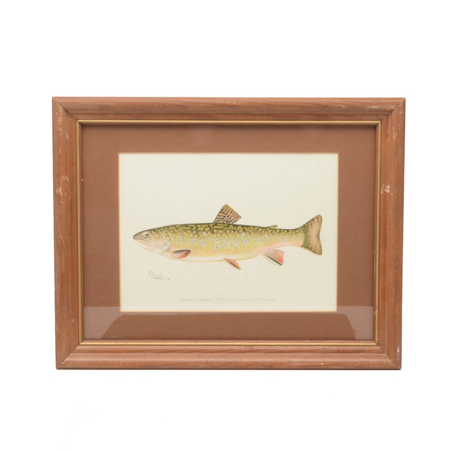 Sherman Foote Denton Ichthyological Chromolithograph "Female Brook Trout"