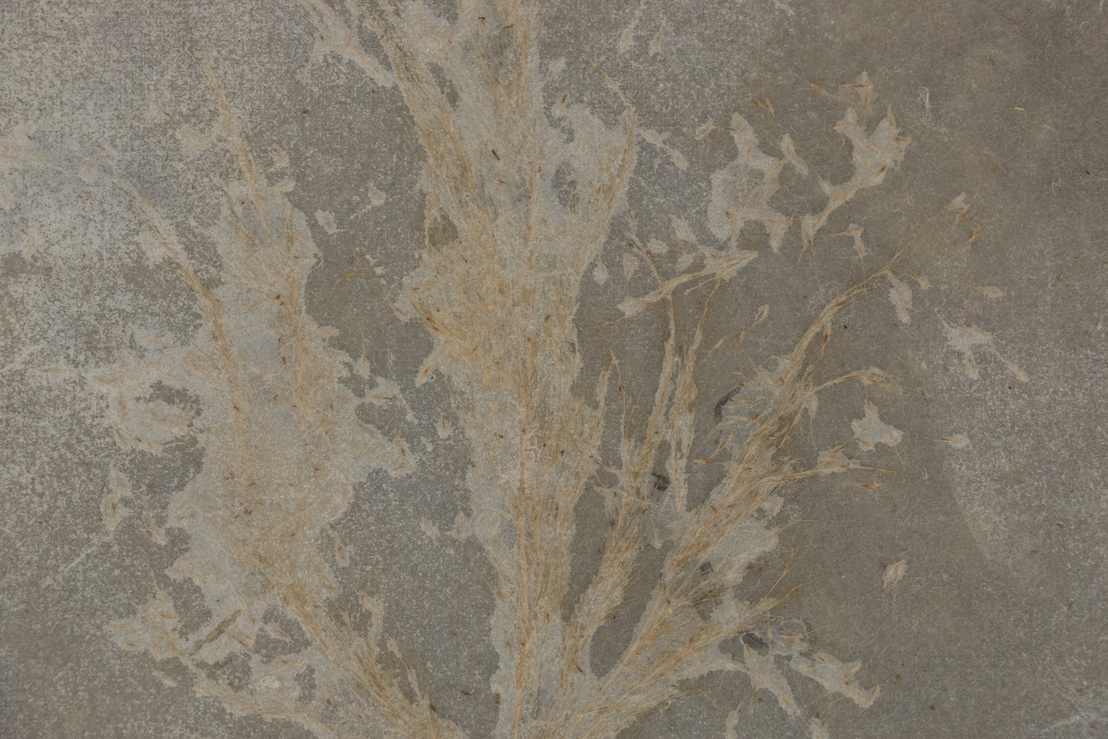 Ruth Rolfsen Pressed Flower Compositions