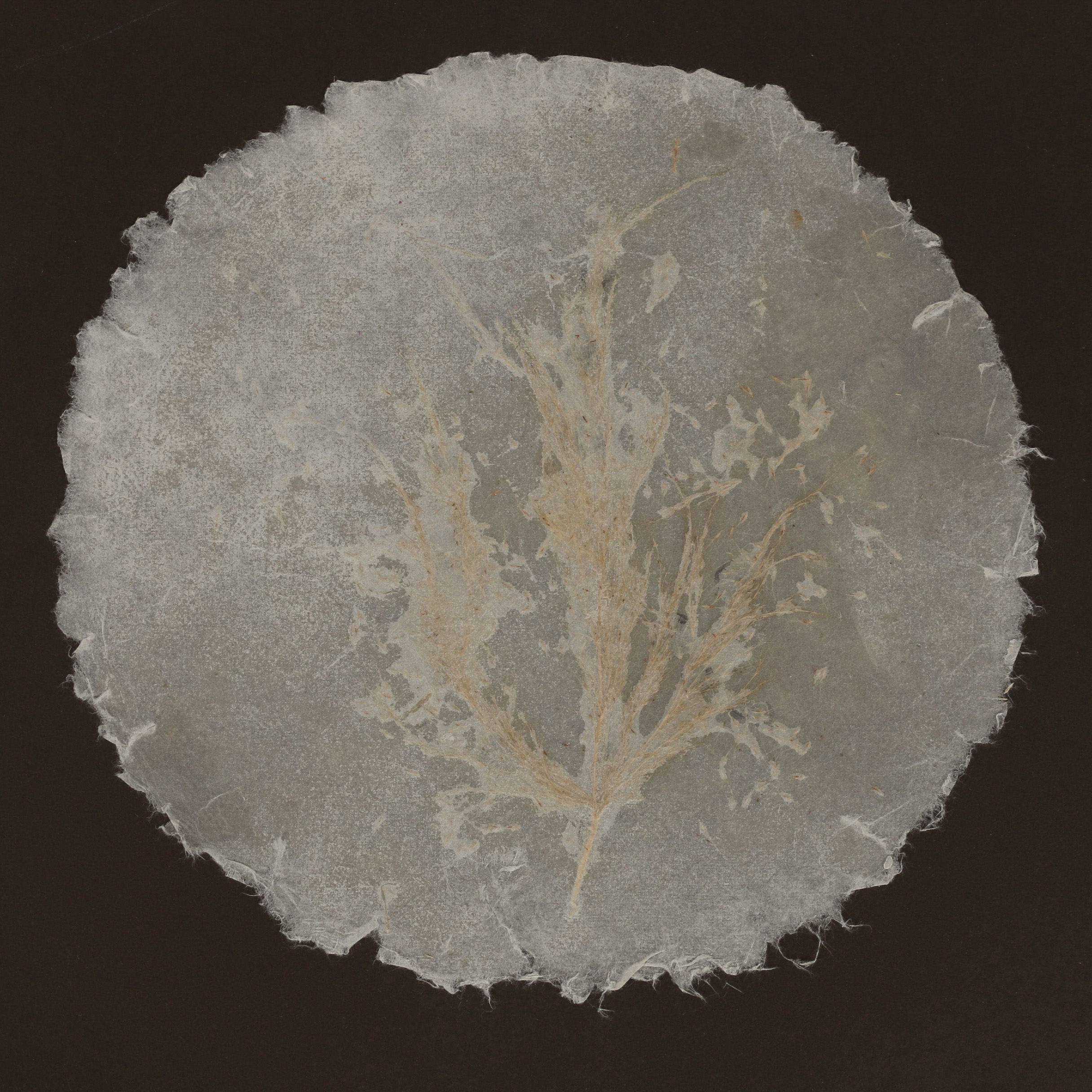 Ruth Rolfsen Pressed Flower Compositions