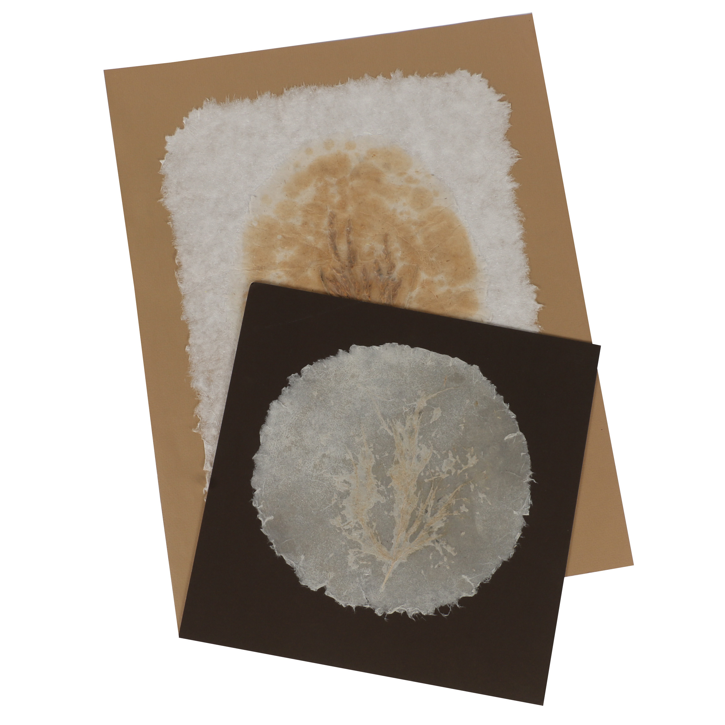 Ruth Rolfsen Pressed Flower Compositions