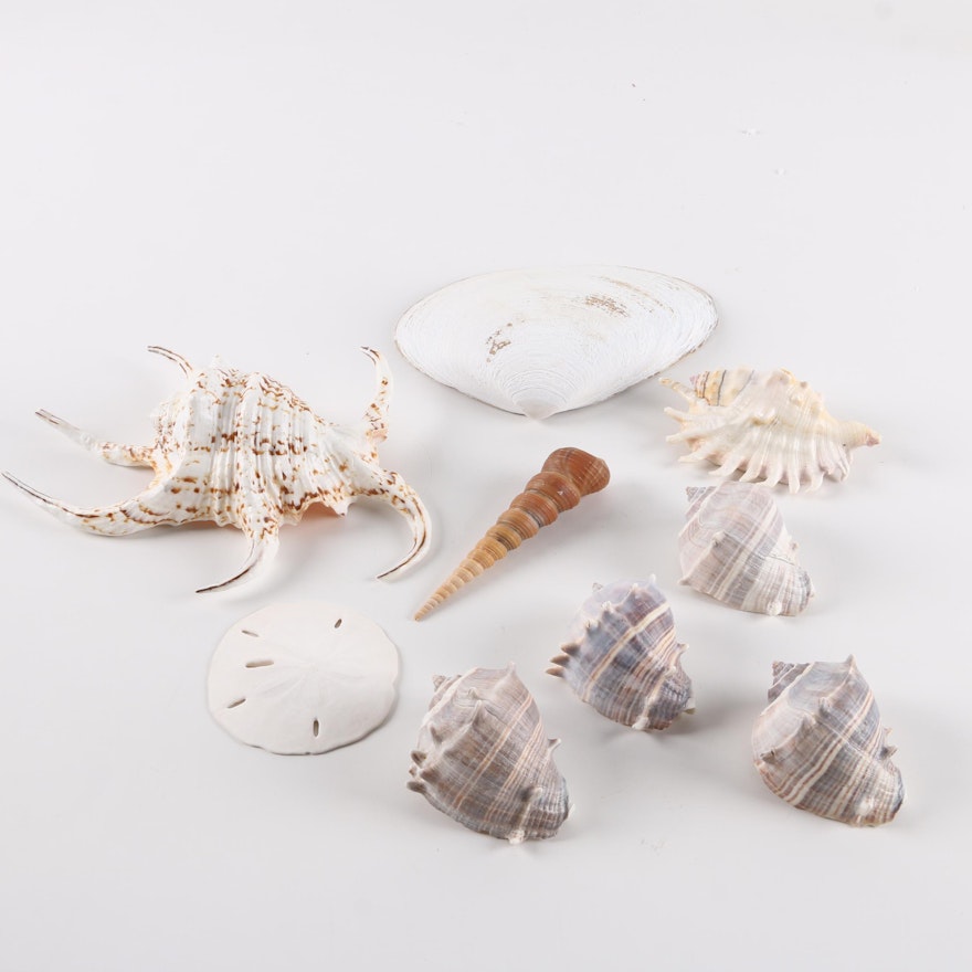 Gastropod, Echinoderm and Other Recent Shell Fossil Specimens