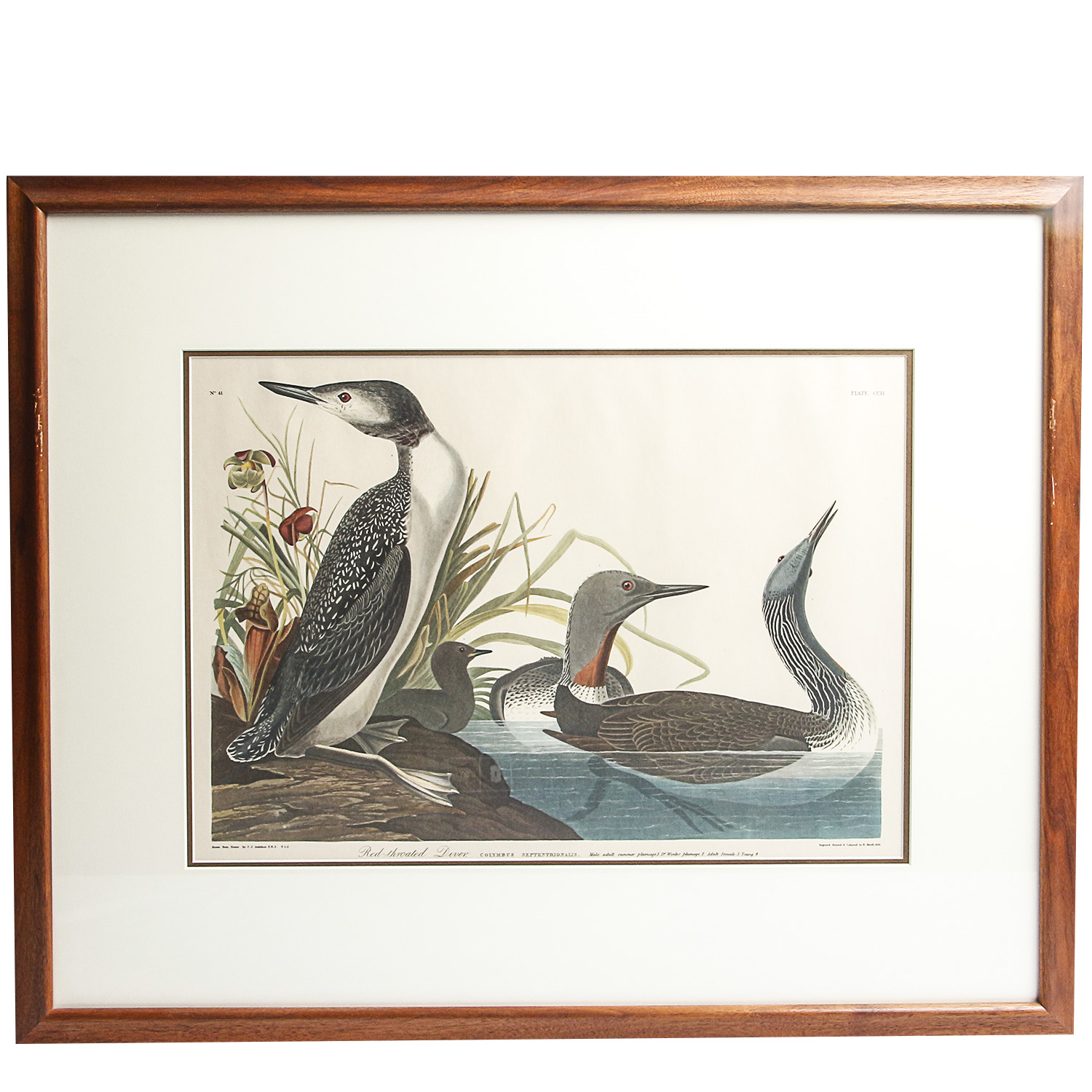 After J.J. Audobon Offset Lithograph "Red-throated Diver"