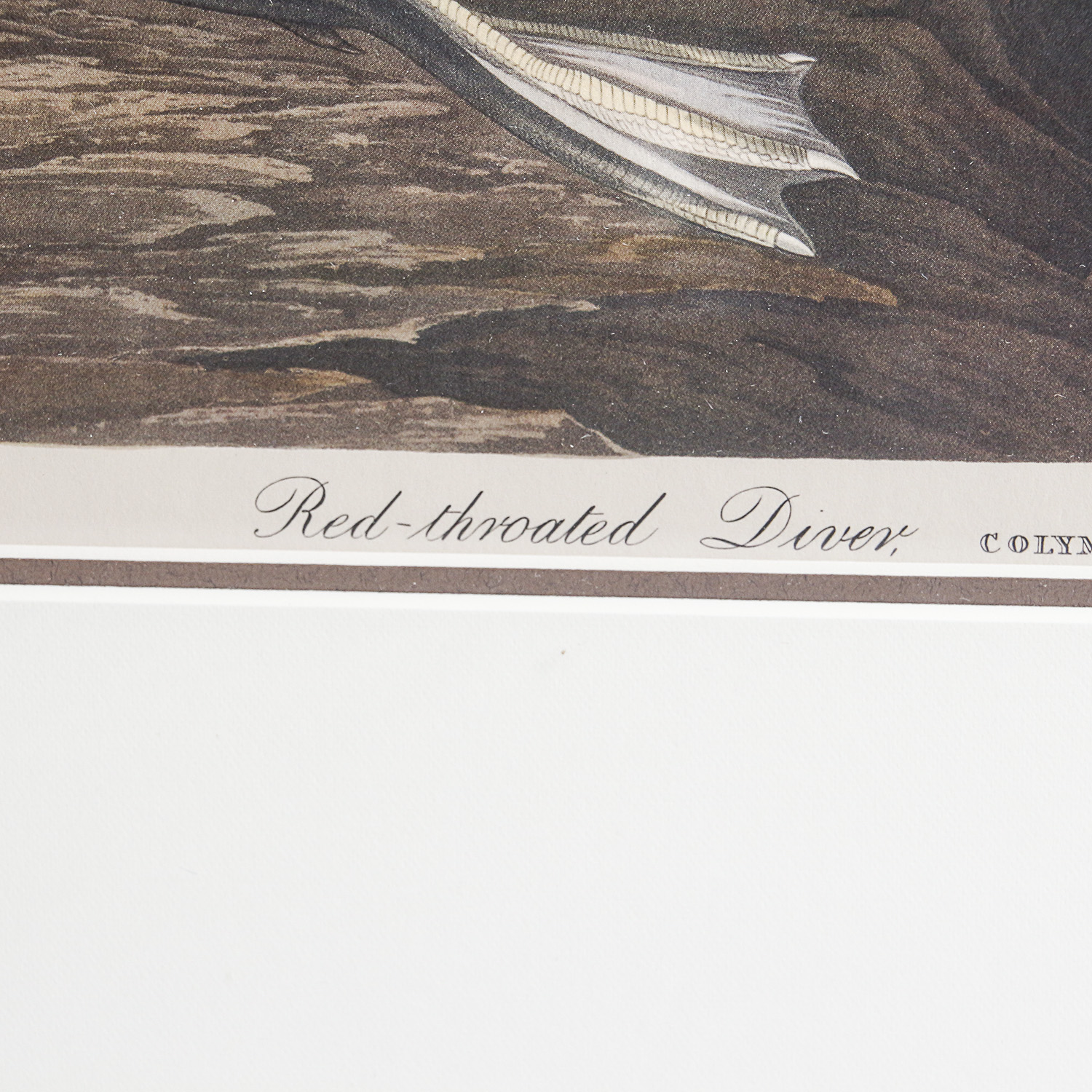 After J.J. Audobon Offset Lithograph "Red-throated Diver"