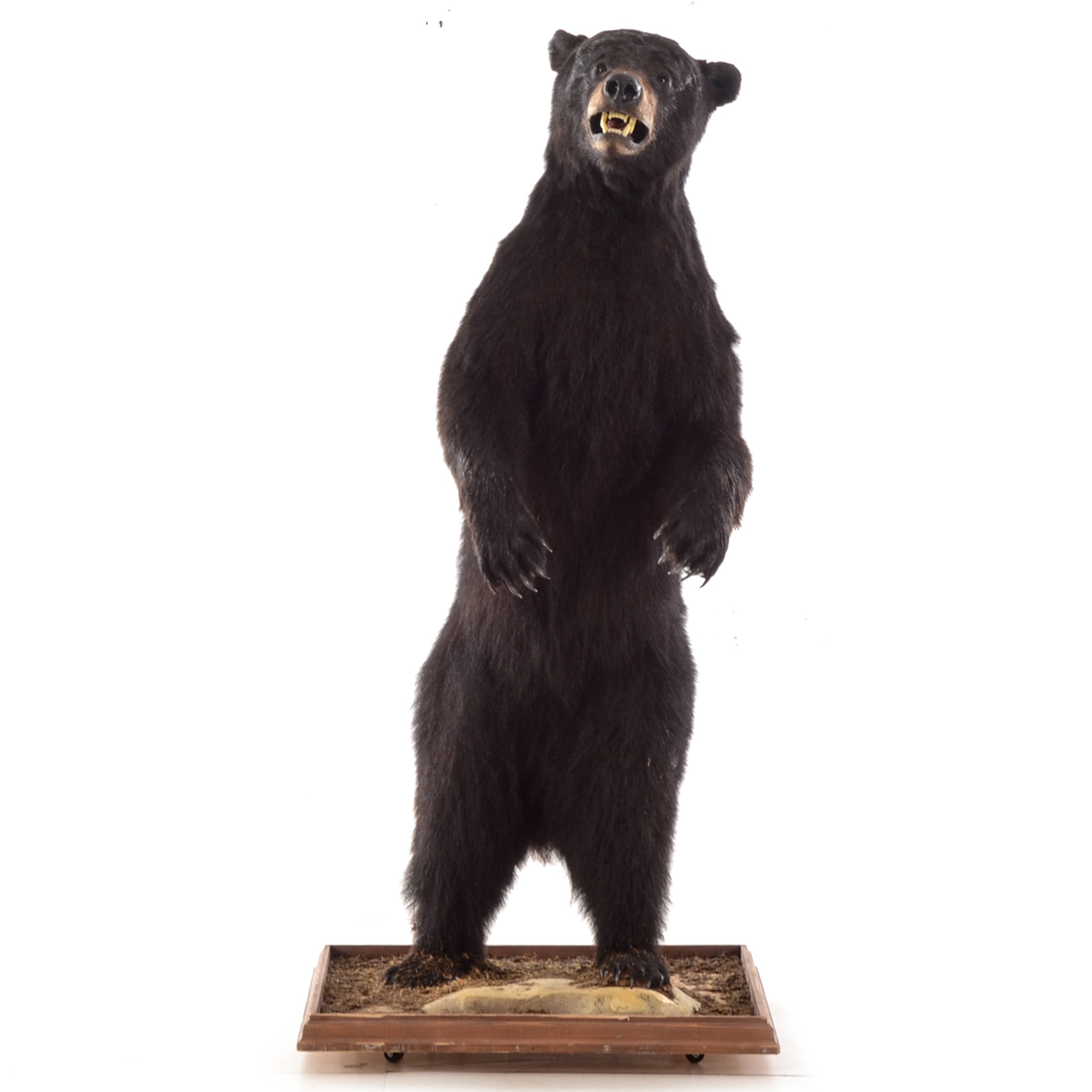 Standing Black Bear Taxidermy Mount