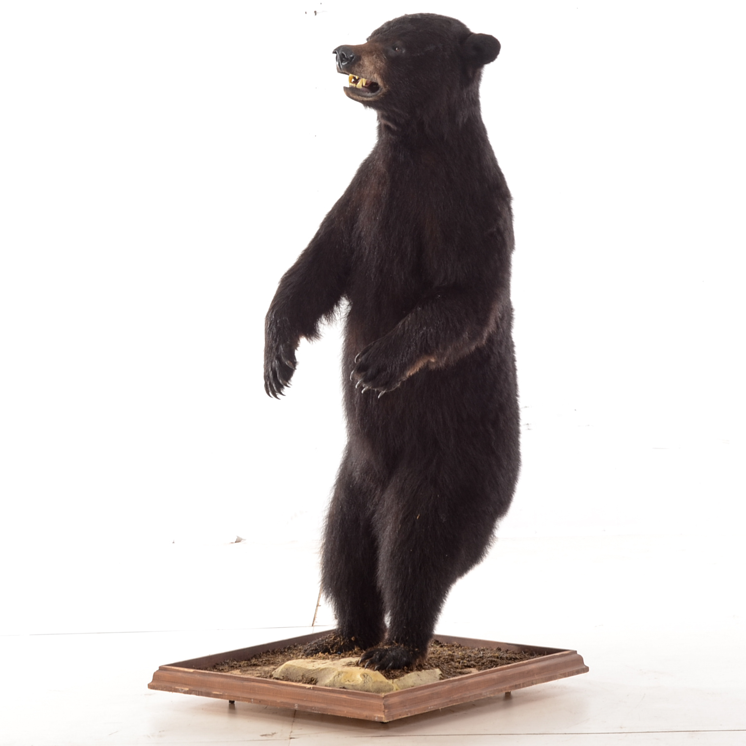 Standing Black Bear Taxidermy Mount