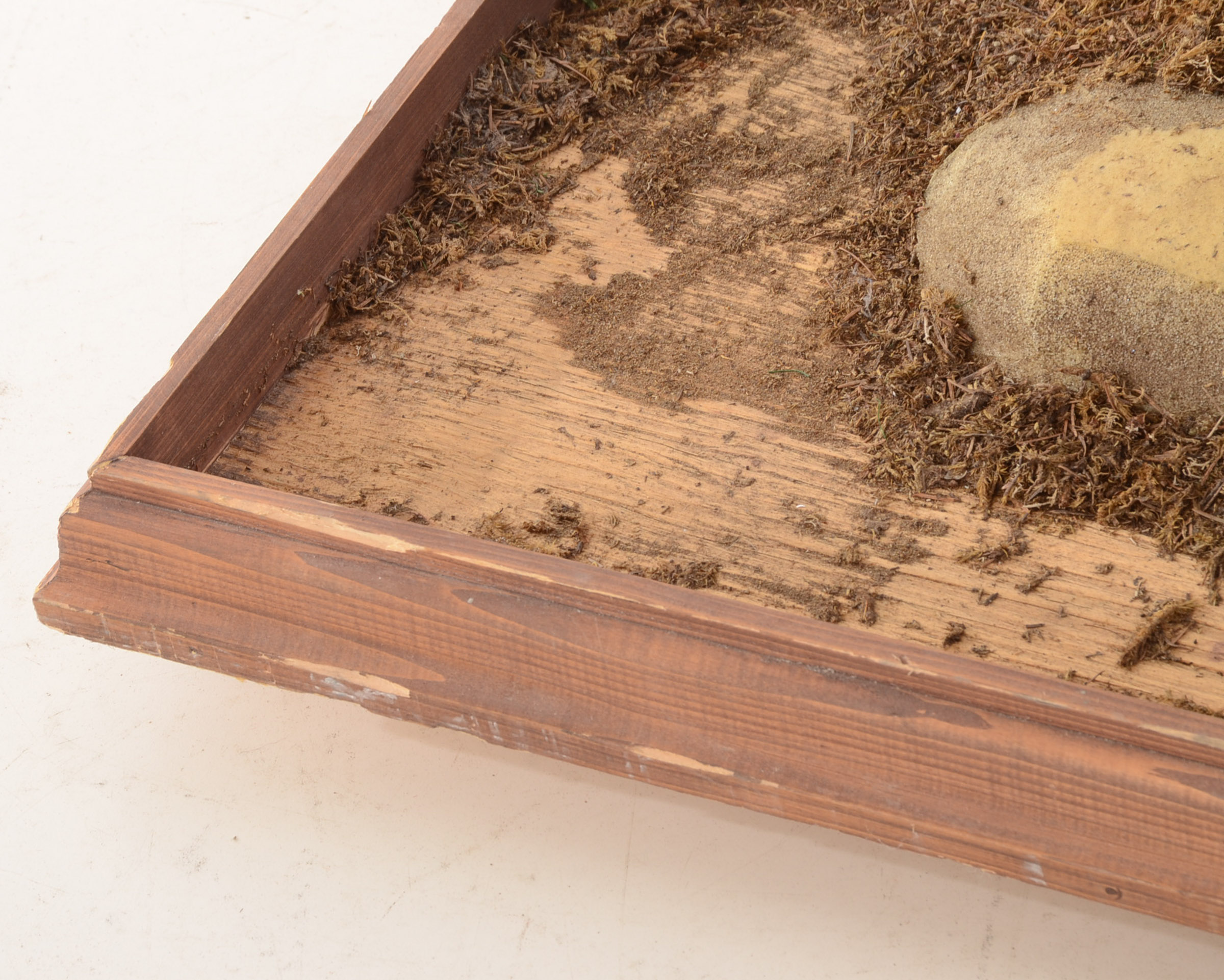 Standing Black Bear Taxidermy Mount