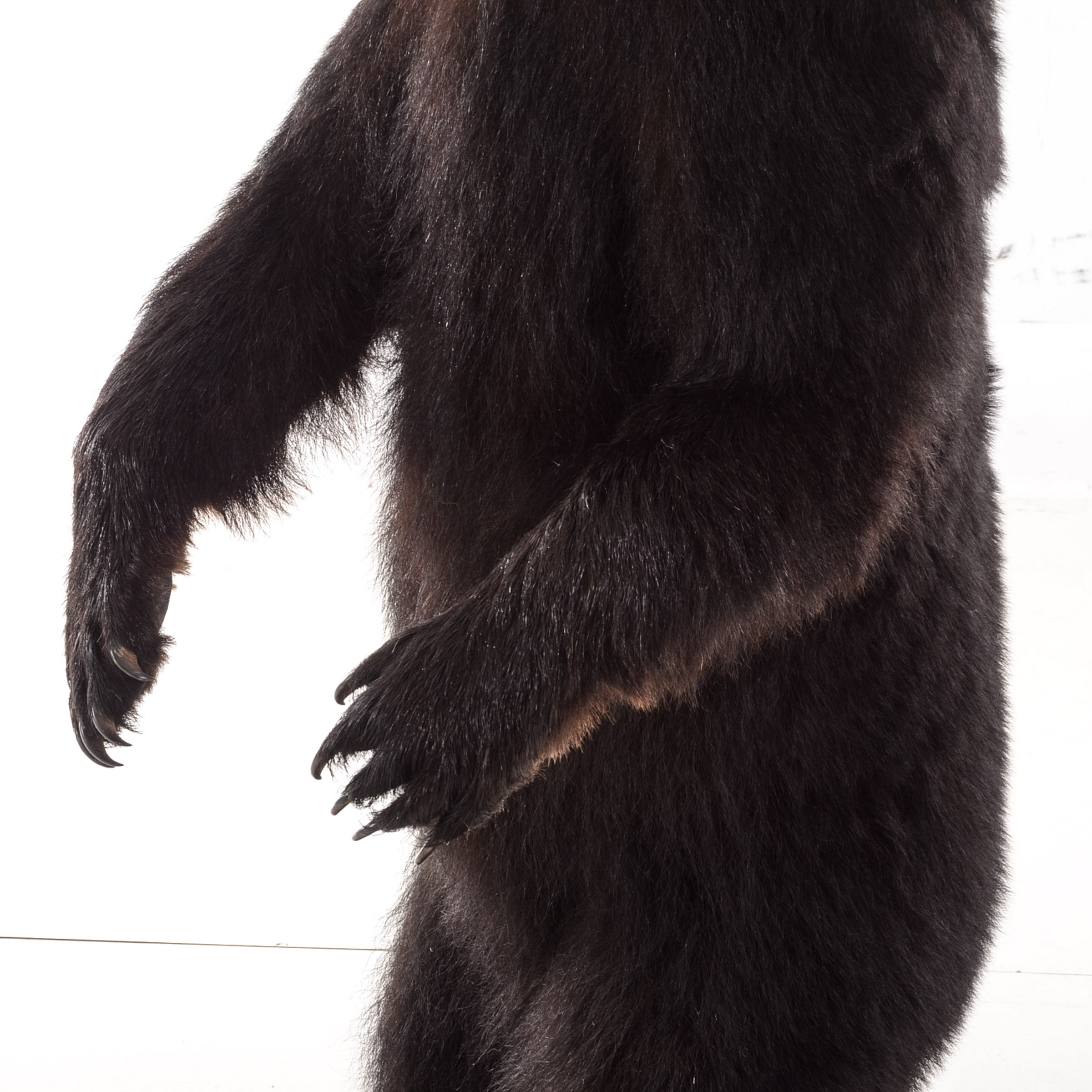 Standing Black Bear Taxidermy Mount