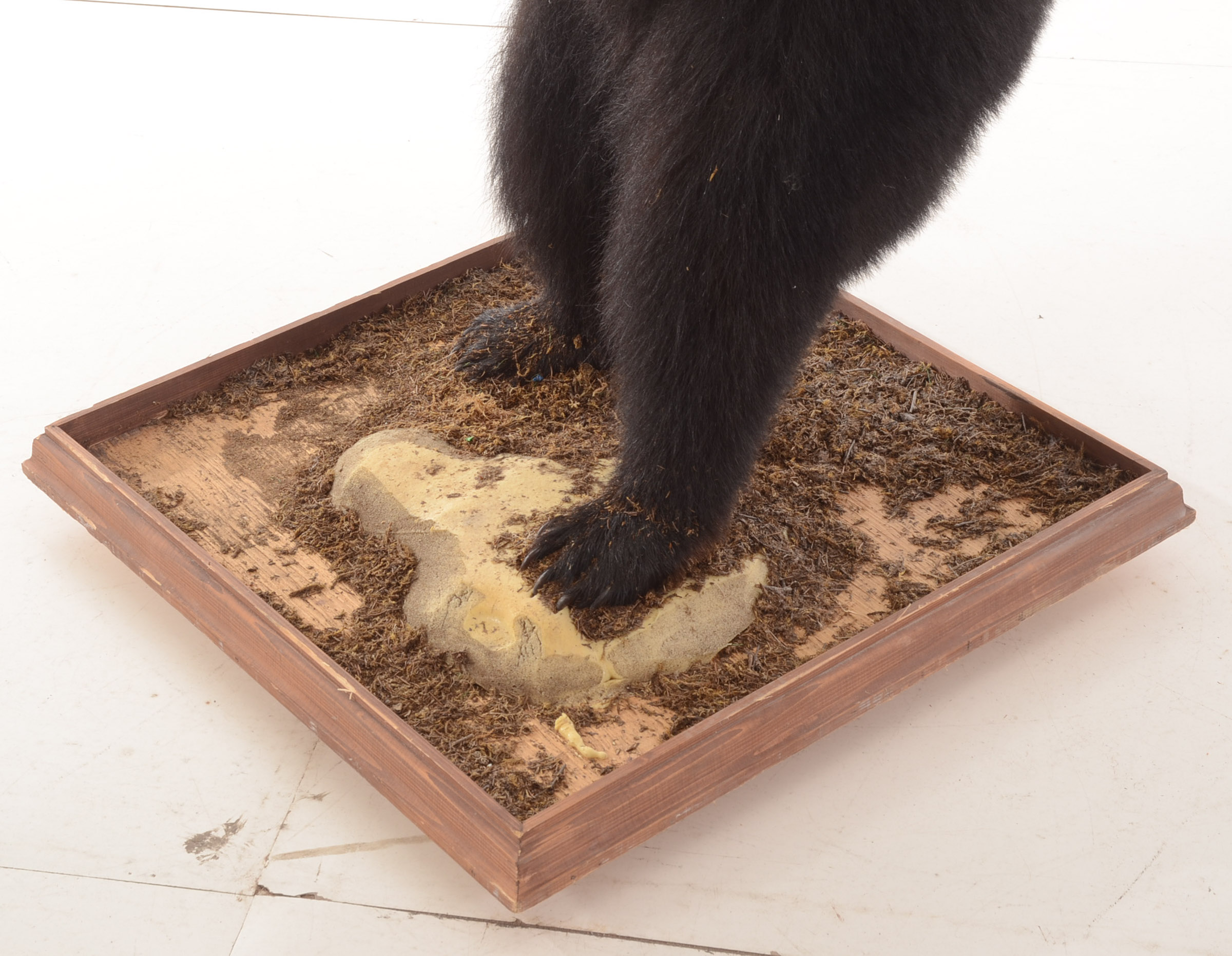 Standing Black Bear Taxidermy Mount