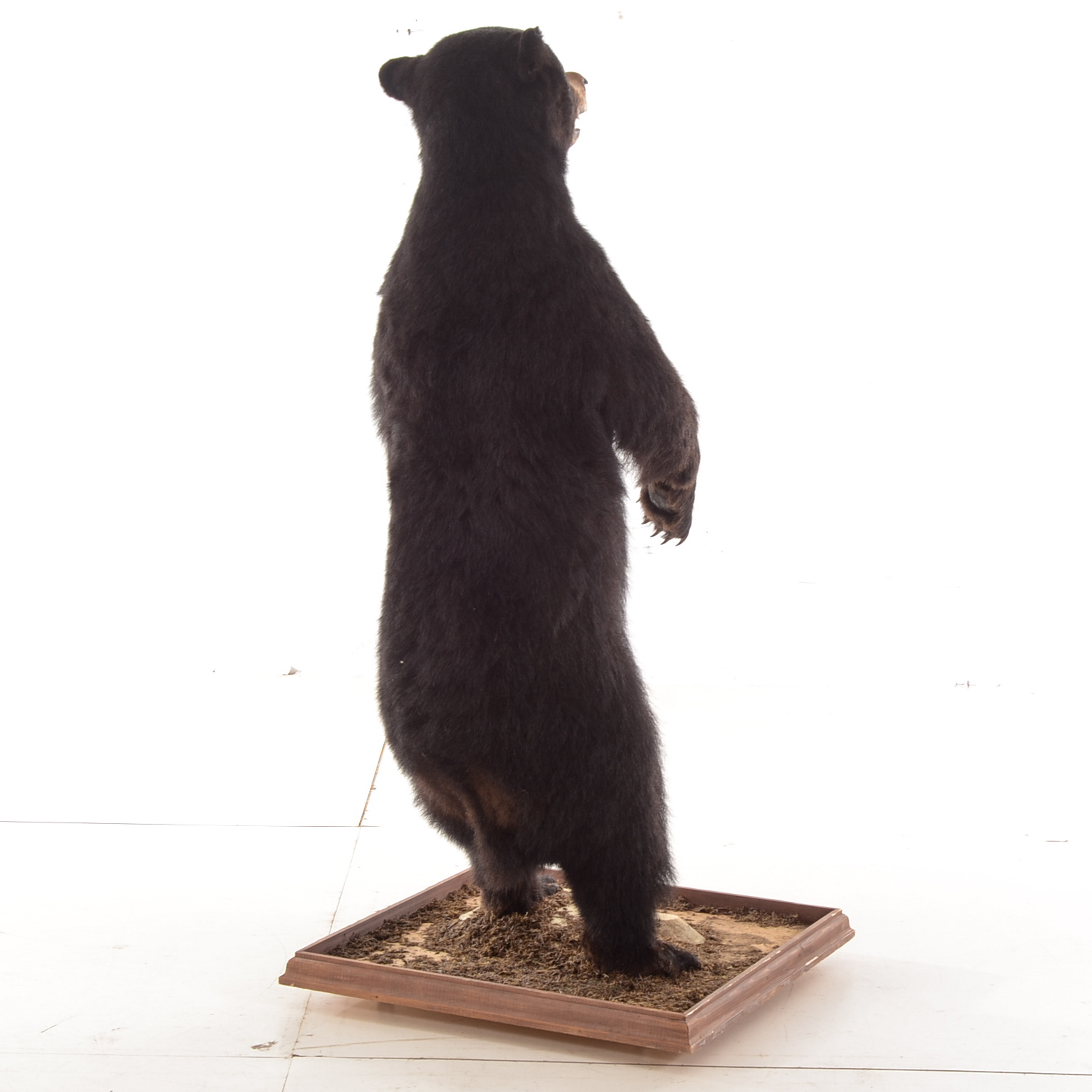 Standing Black Bear Taxidermy Mount