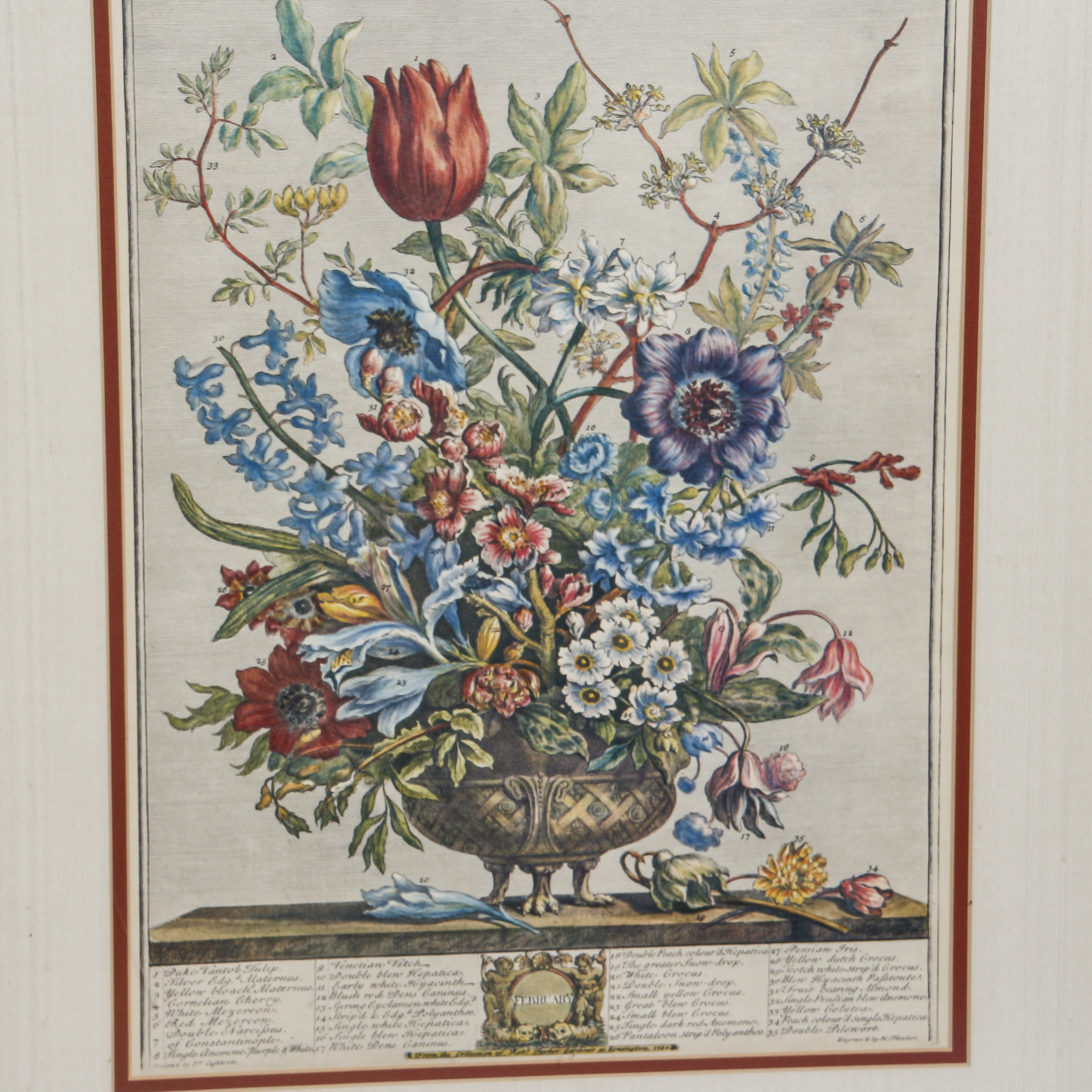 Botannical Offset Lithograph Prints After Henry Fletcher