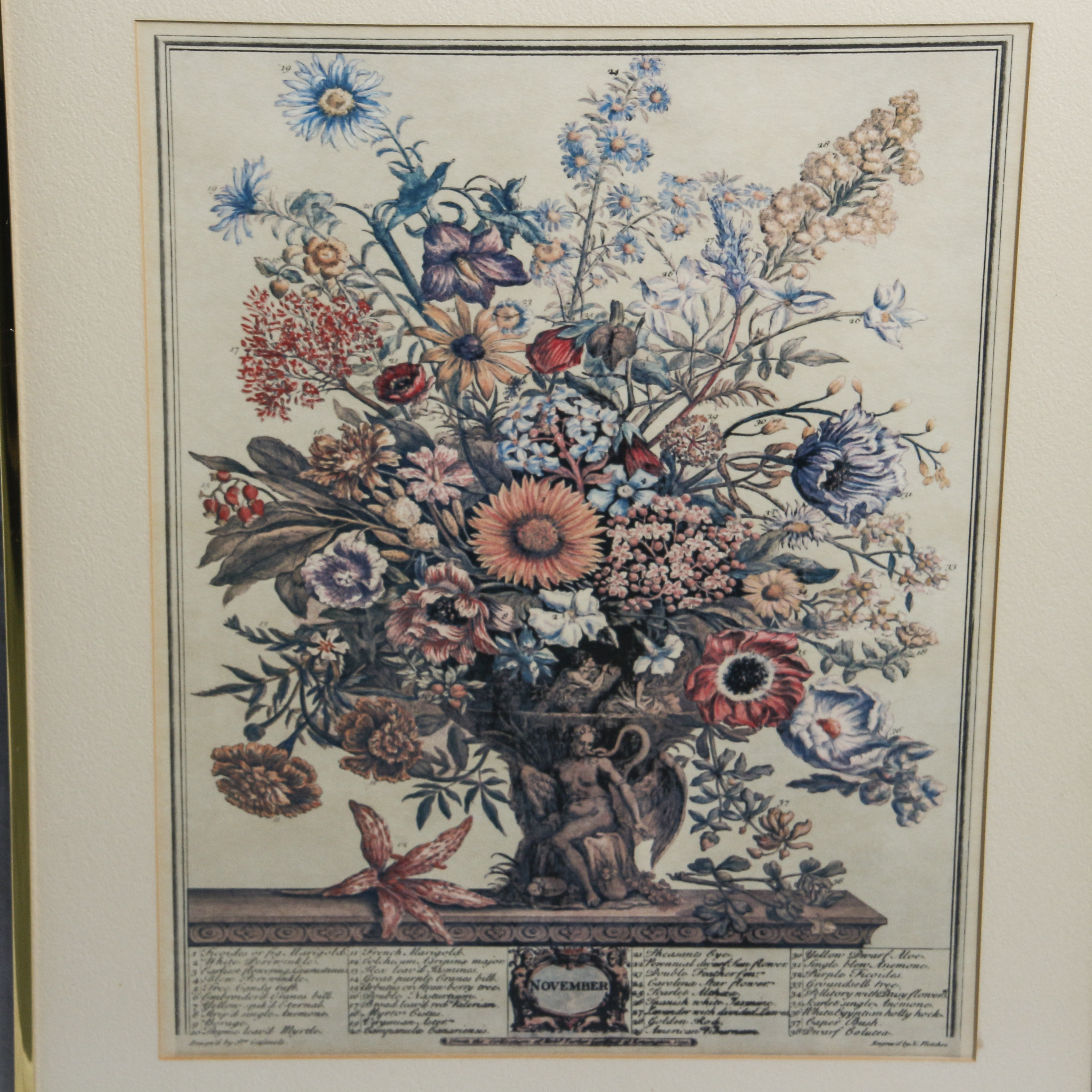 Botannical Offset Lithograph Prints After Henry Fletcher