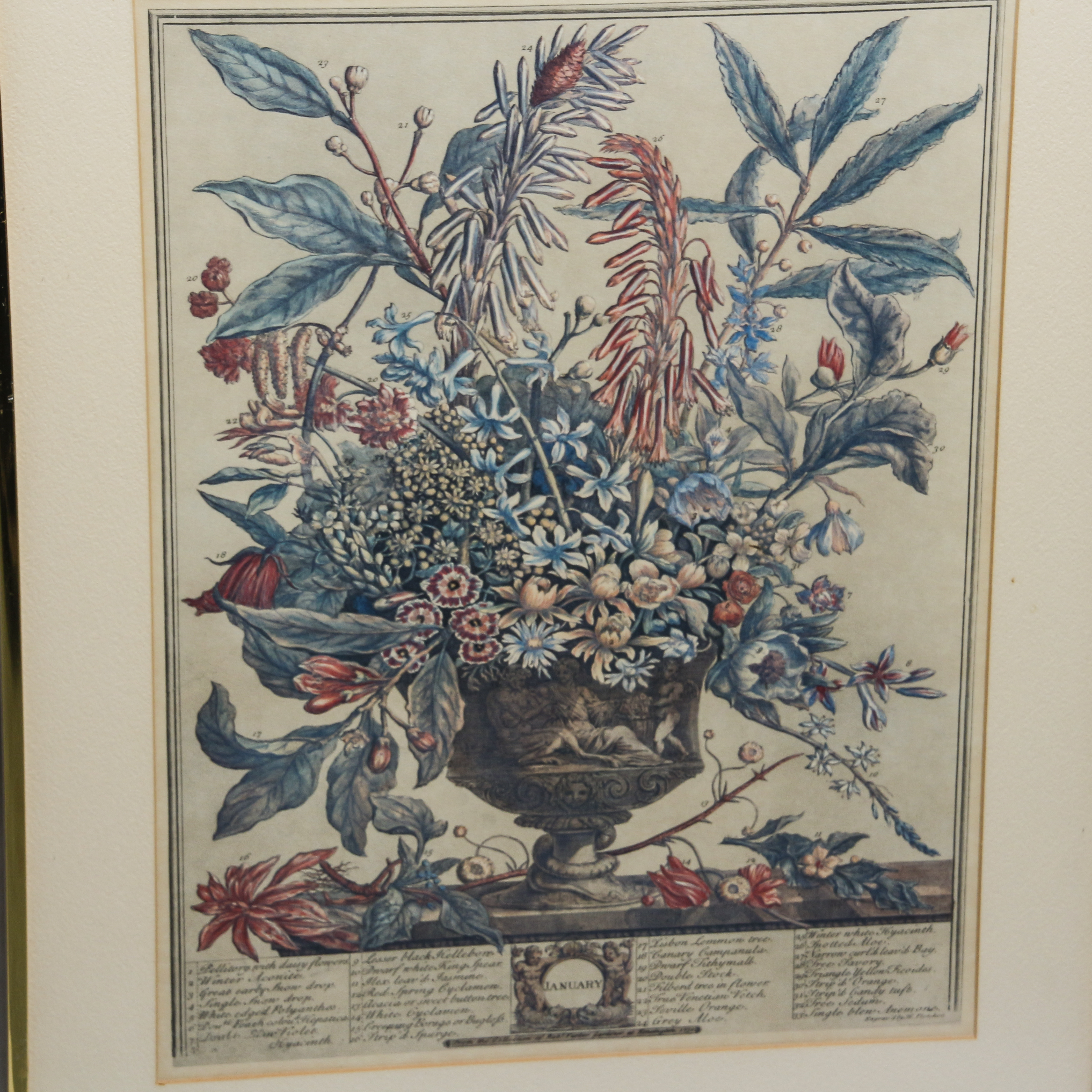 Botannical Offset Lithograph Prints After Henry Fletcher