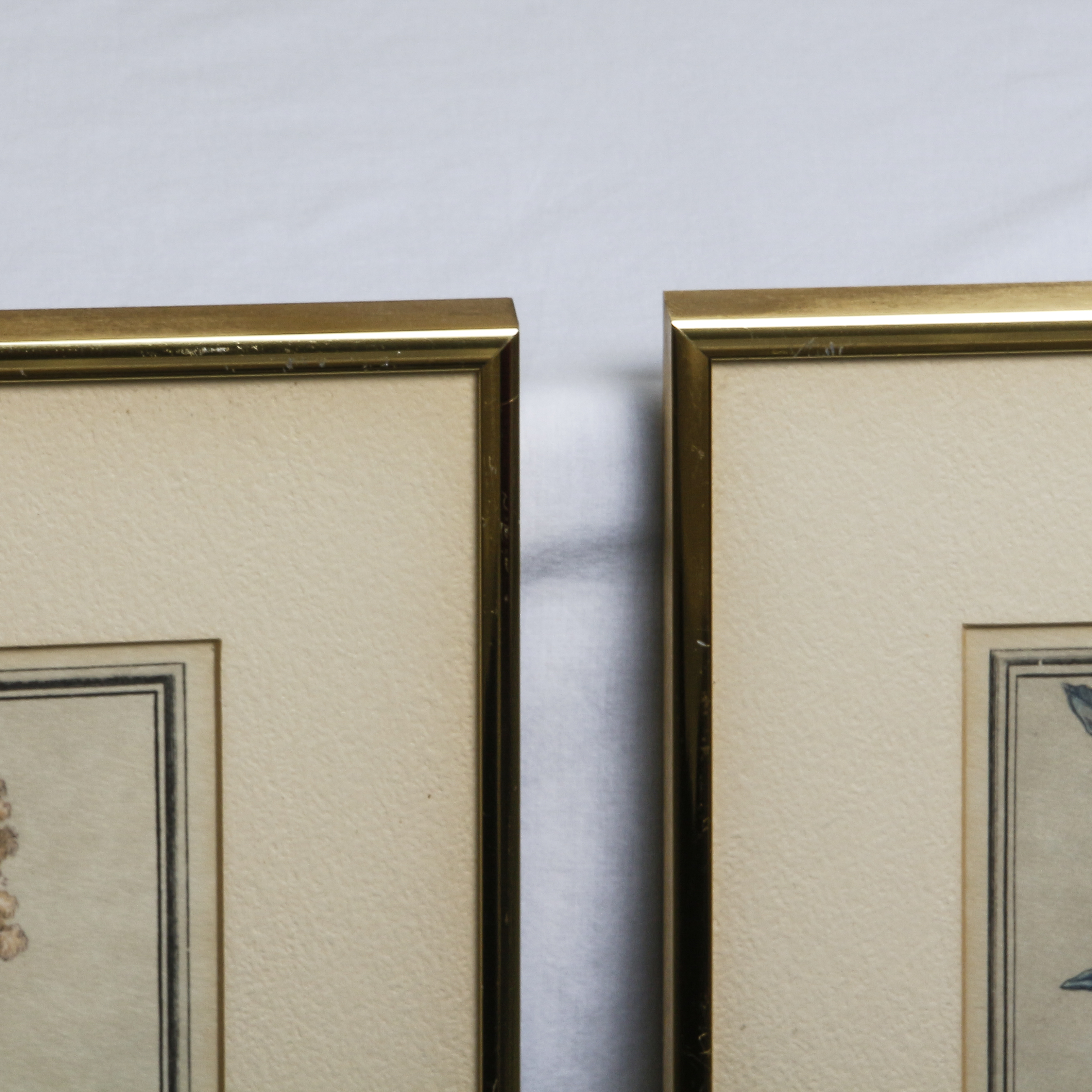 Botannical Offset Lithograph Prints After Henry Fletcher