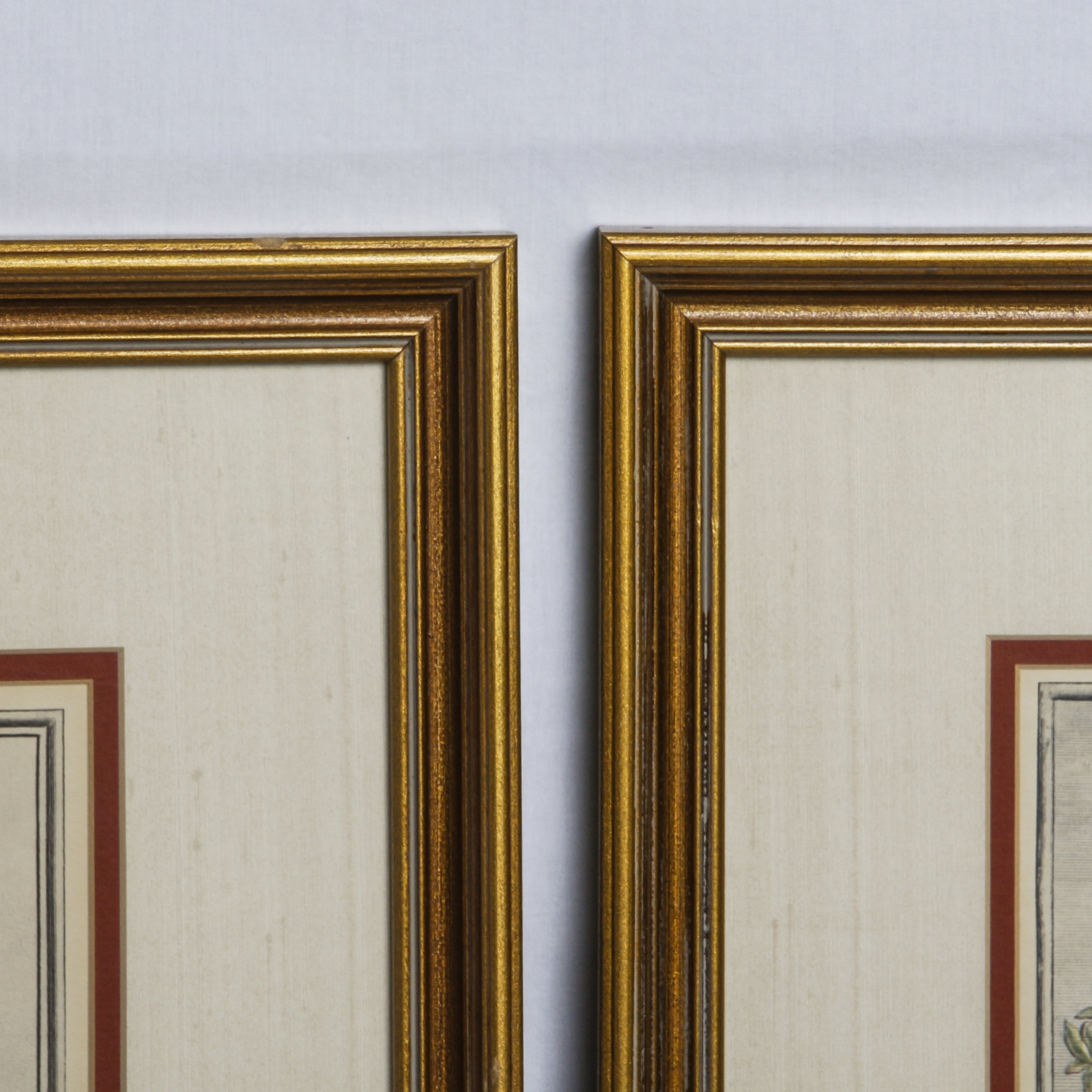 Botannical Offset Lithograph Prints After Henry Fletcher