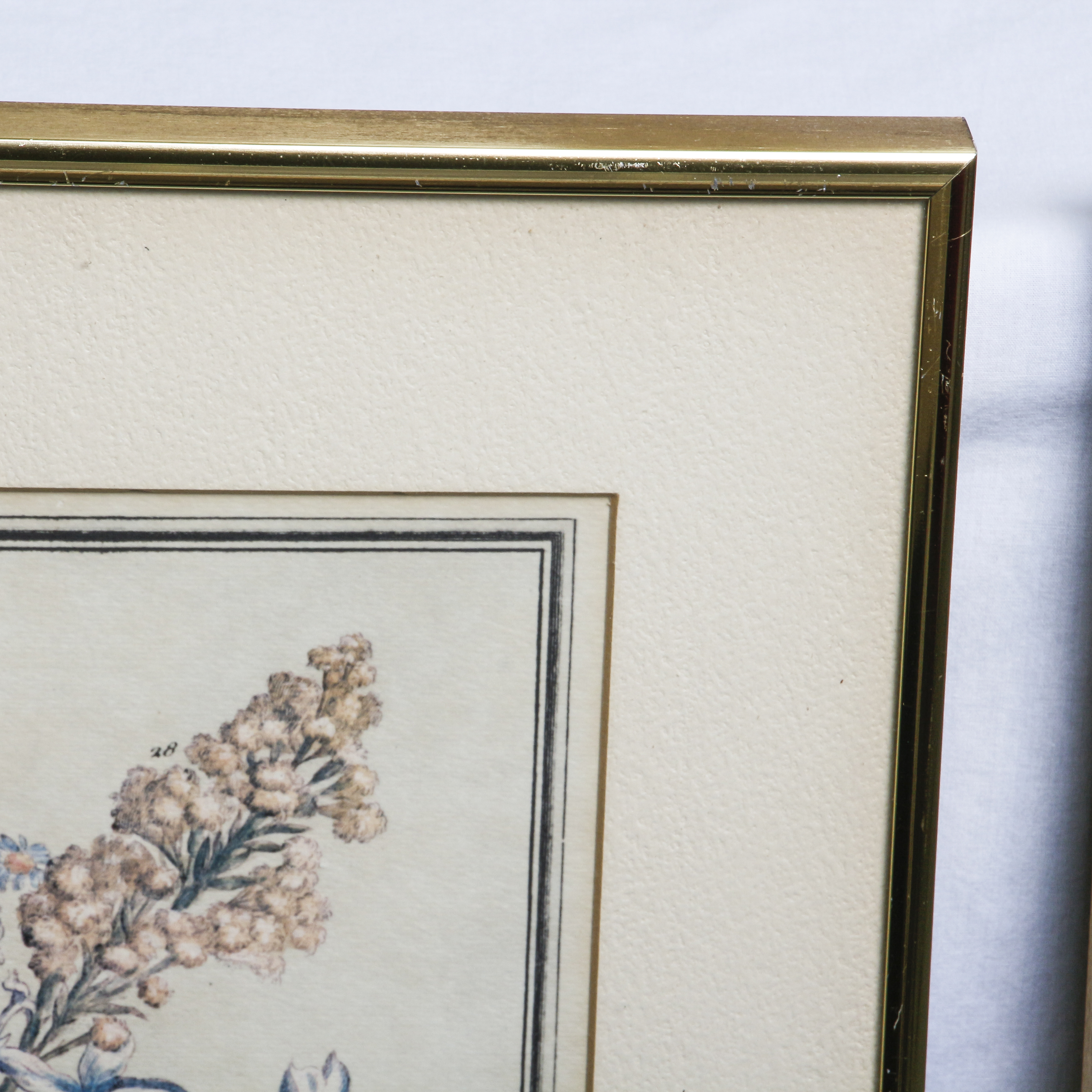 Botannical Offset Lithograph Prints After Henry Fletcher