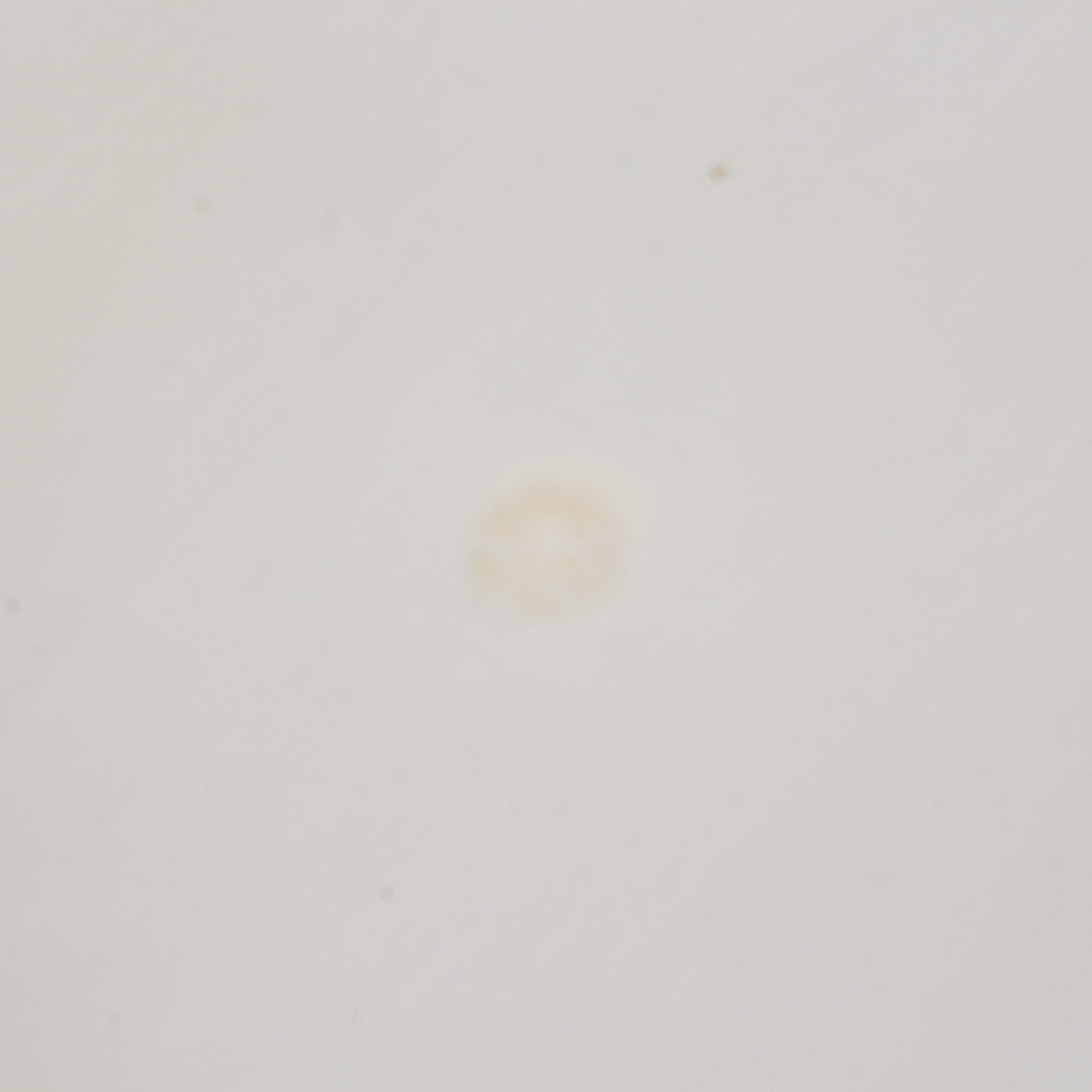 White Painted Console Table